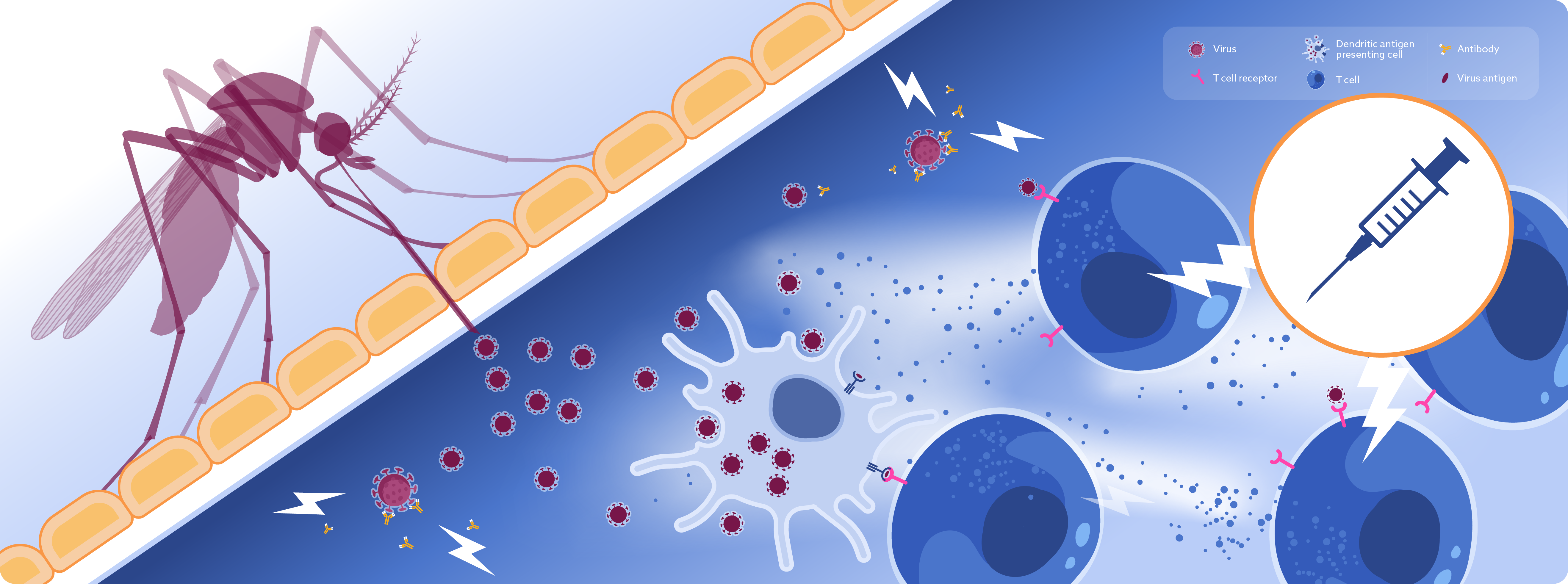 Tetravalent dengue vaccine induces potent and durable T cell responses