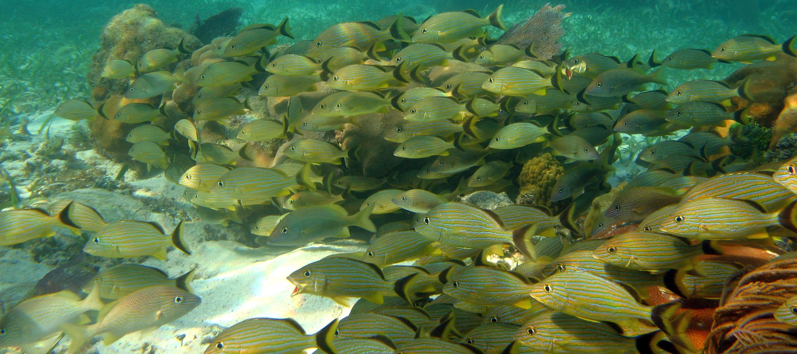 Global Marine Protected Area performance: looking under the hood