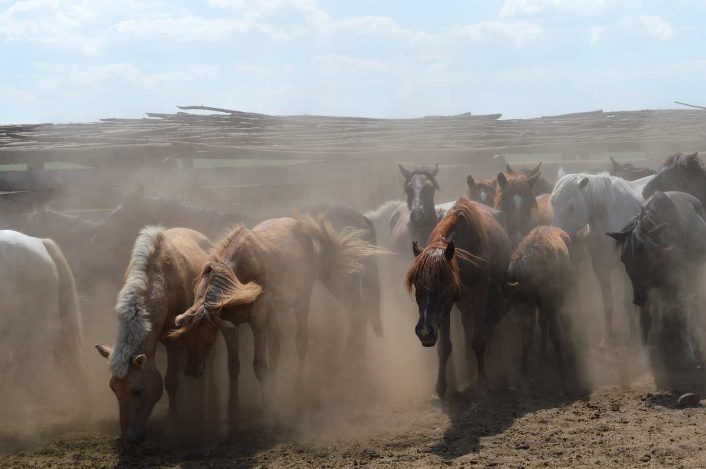Mongolia, the land of the horse, reveals genes for the ‘Sport of Kings’