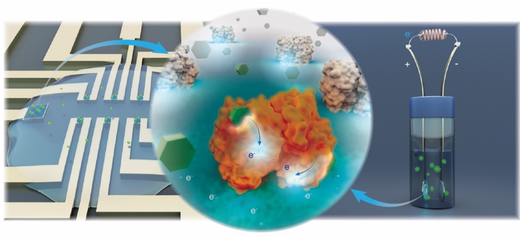 An electron transporting polymer to harvest sugar power