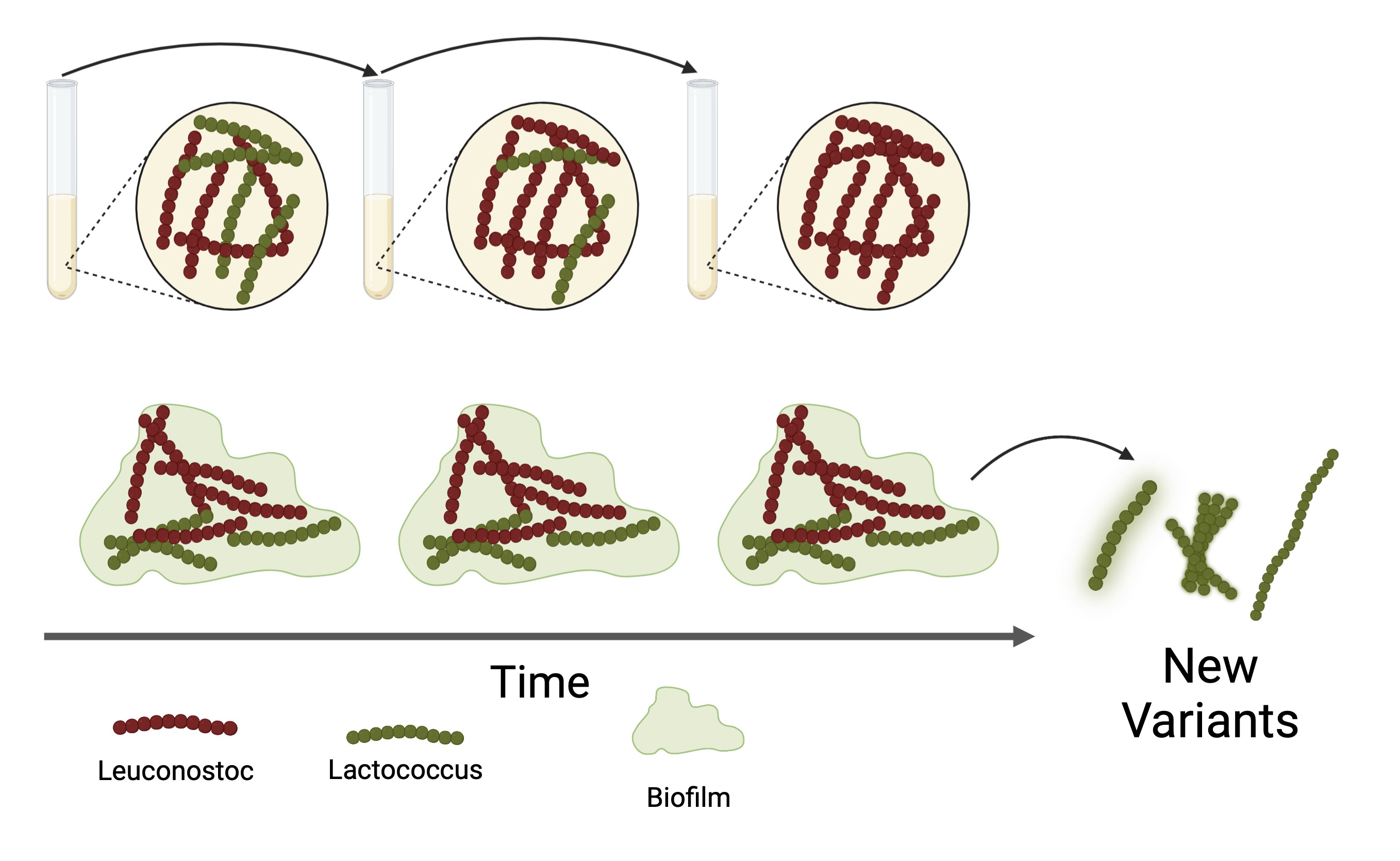 The potential of biofilms in strain improvement