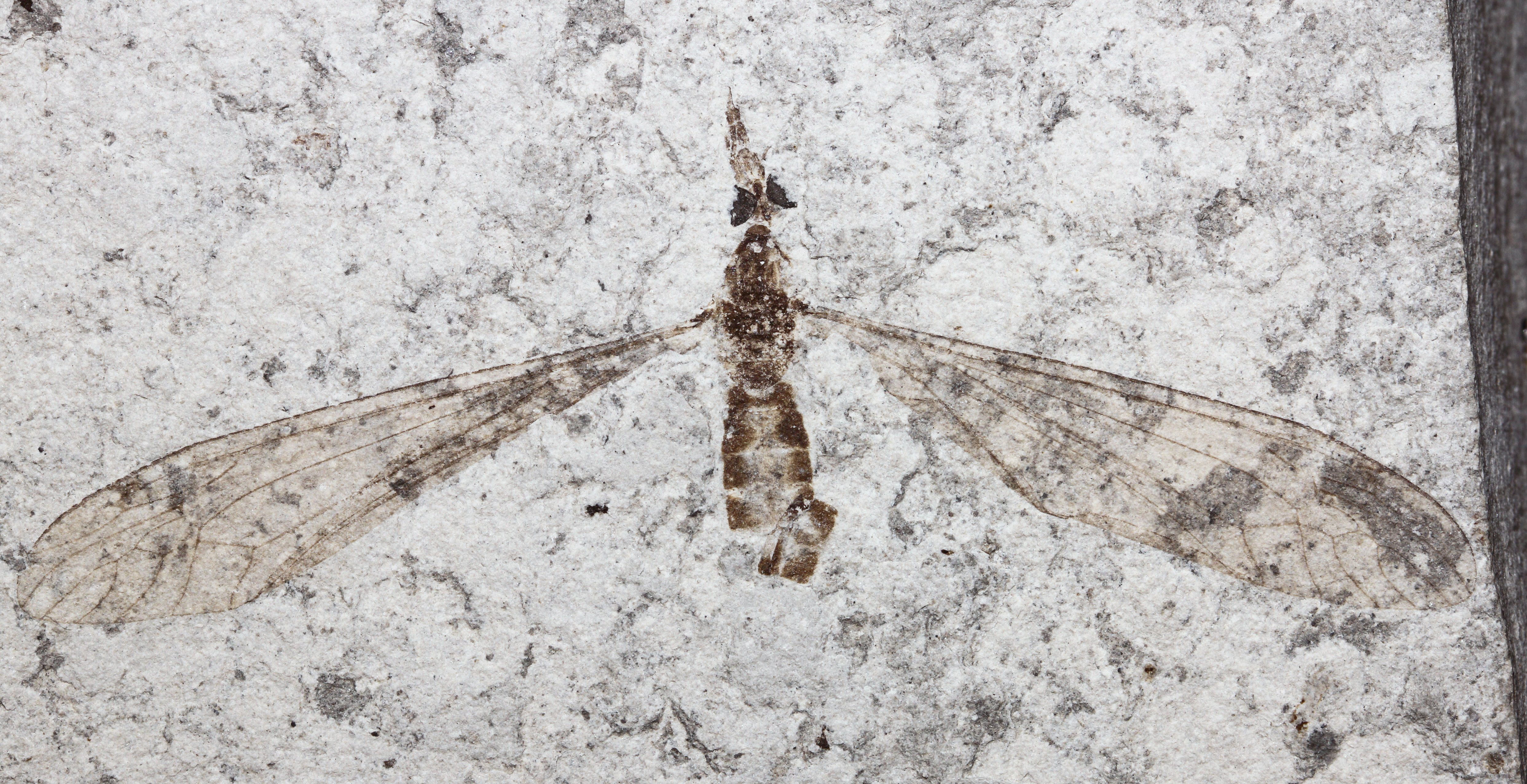 Remarkably preserved insects reveal surprising aspects of arthropod compound eyes