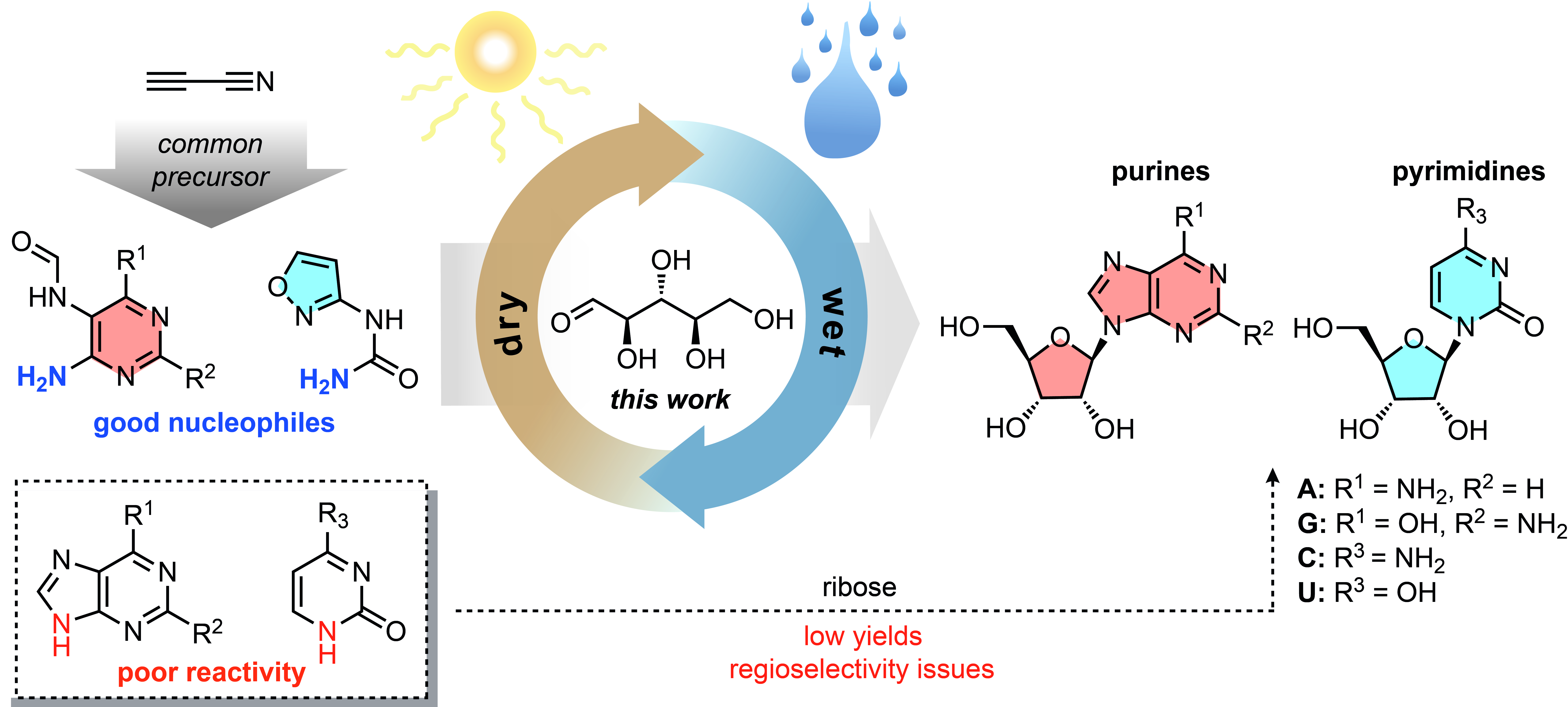 Purines and Pyrimidines: Structure out of Soup