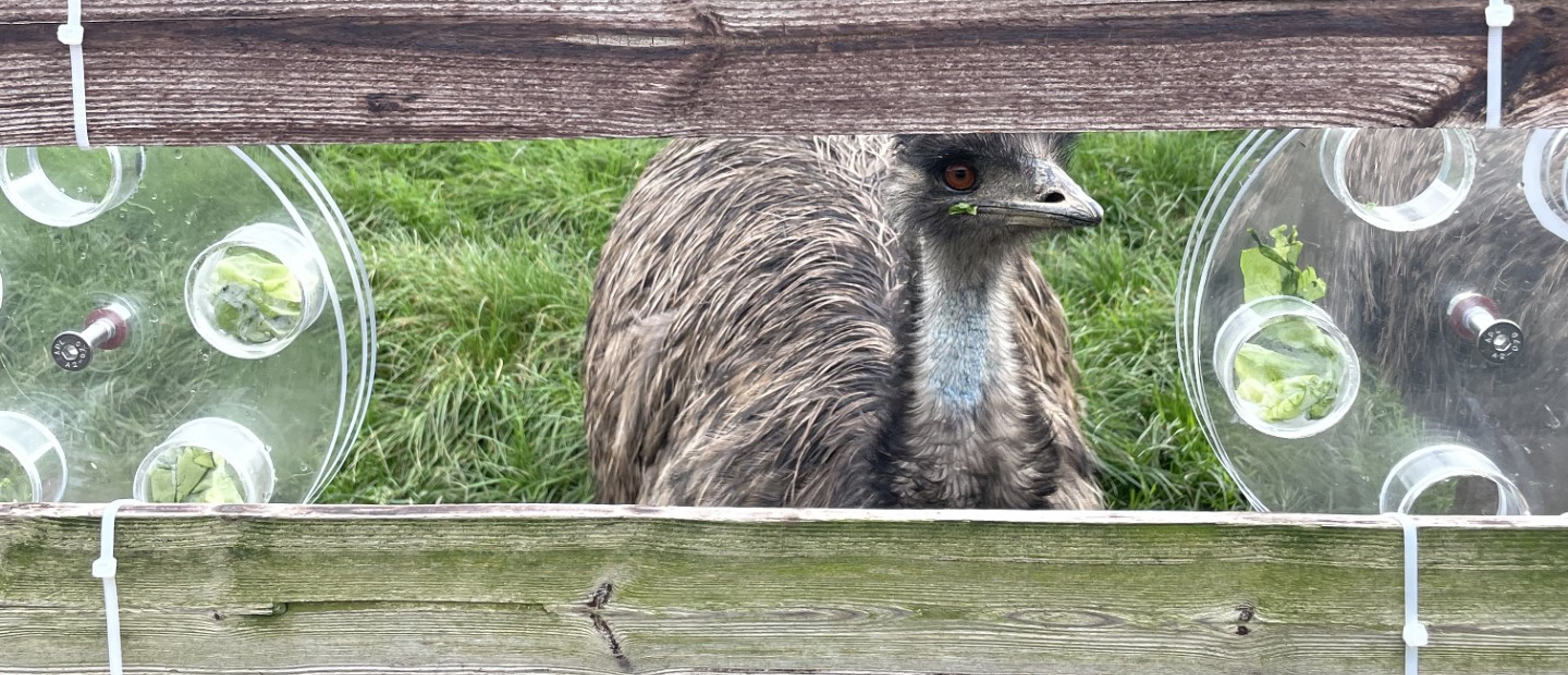 The ‘World’s Dumbest Bird’ can innovate to find food