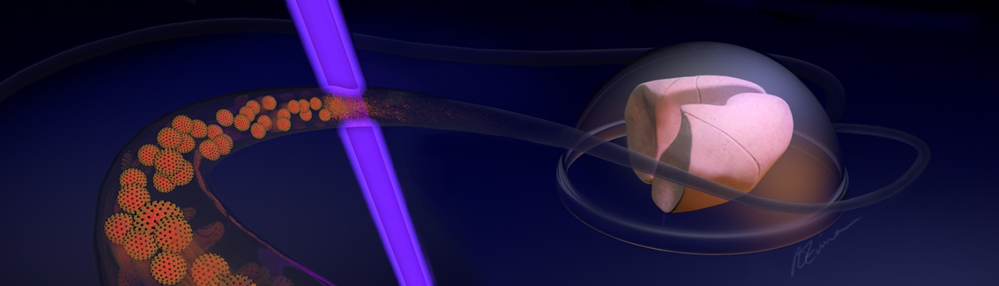 A beam of light that could be a game-changer for transplant