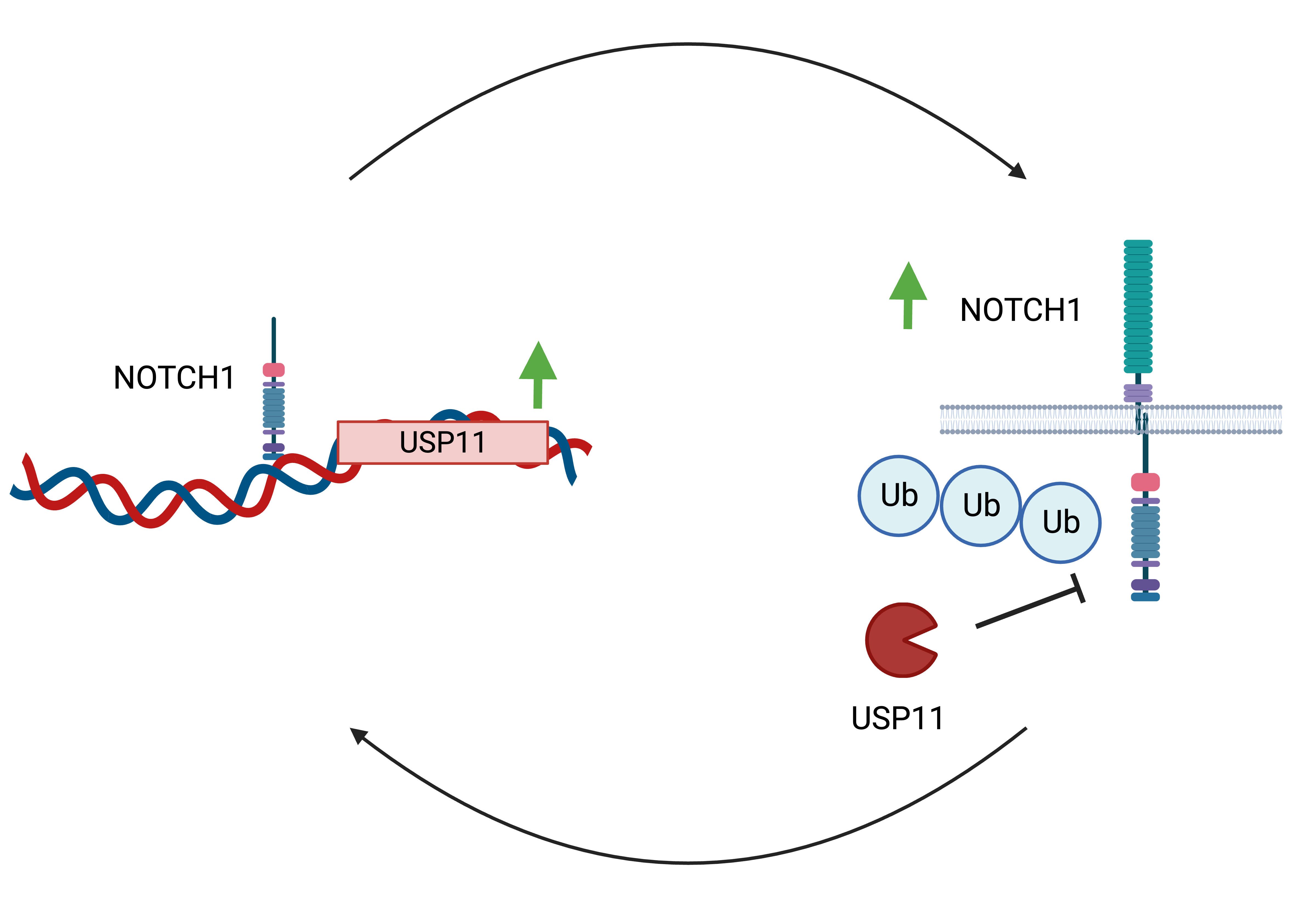 A positive feedback loop regulation between NOTCH1 and USP11 in T-cell leukemia