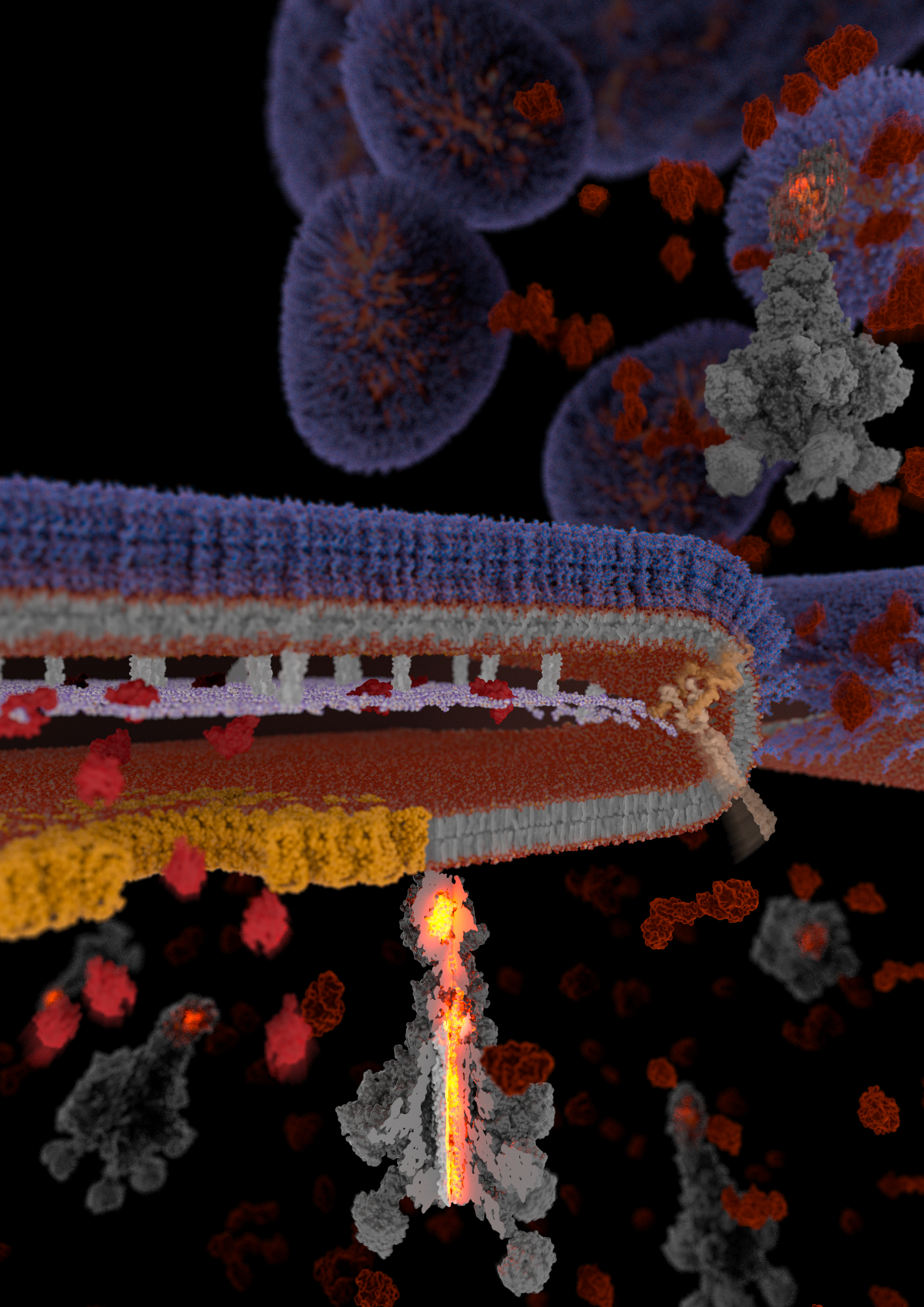 Danger, pathogen may explode: revealing how specialized bacterial cells release toxic payloads