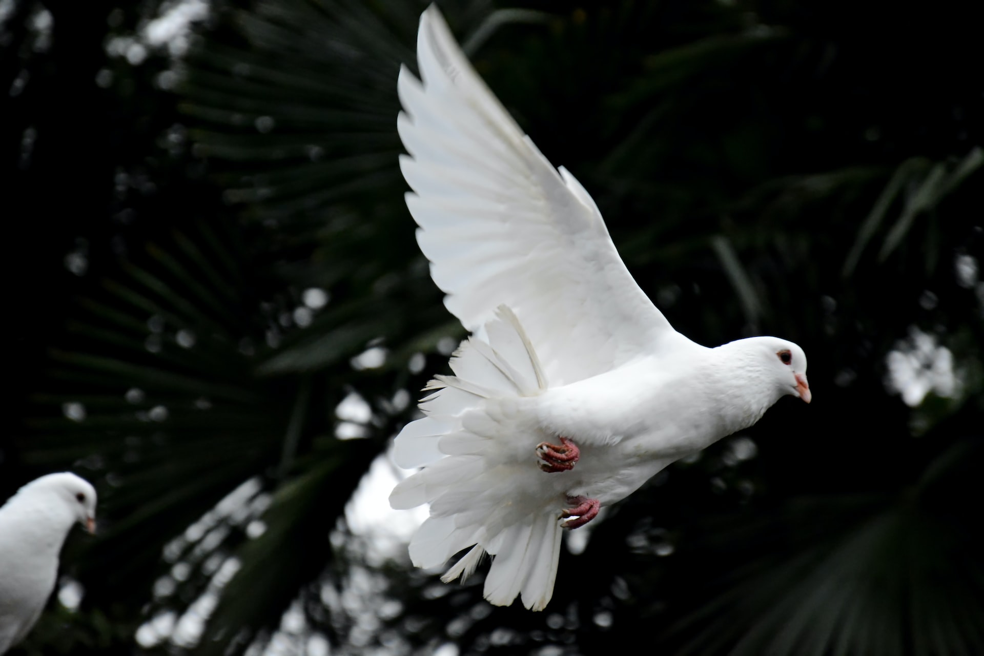 The world needs peace. Without peace, there is no conservation