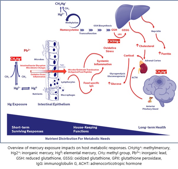 Mercury, the Gut, and Parkinson’s Disease—A Case Series from Thailand