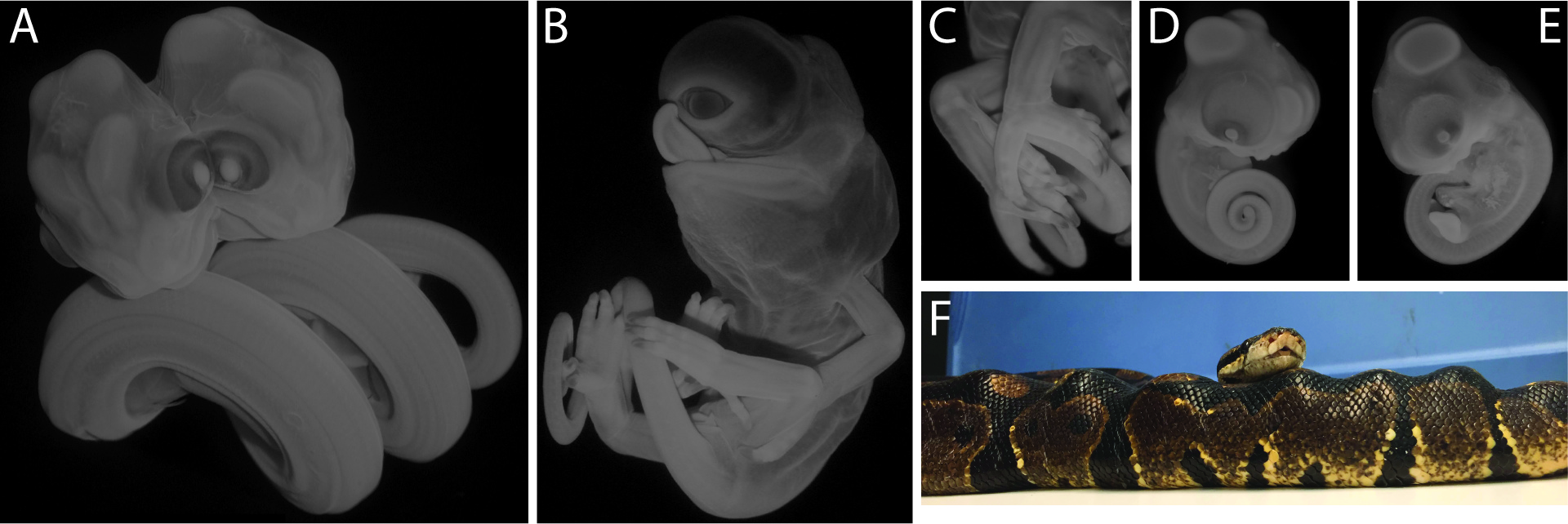 Evo-Devo-Path, or Macroevolutionary Medicine
