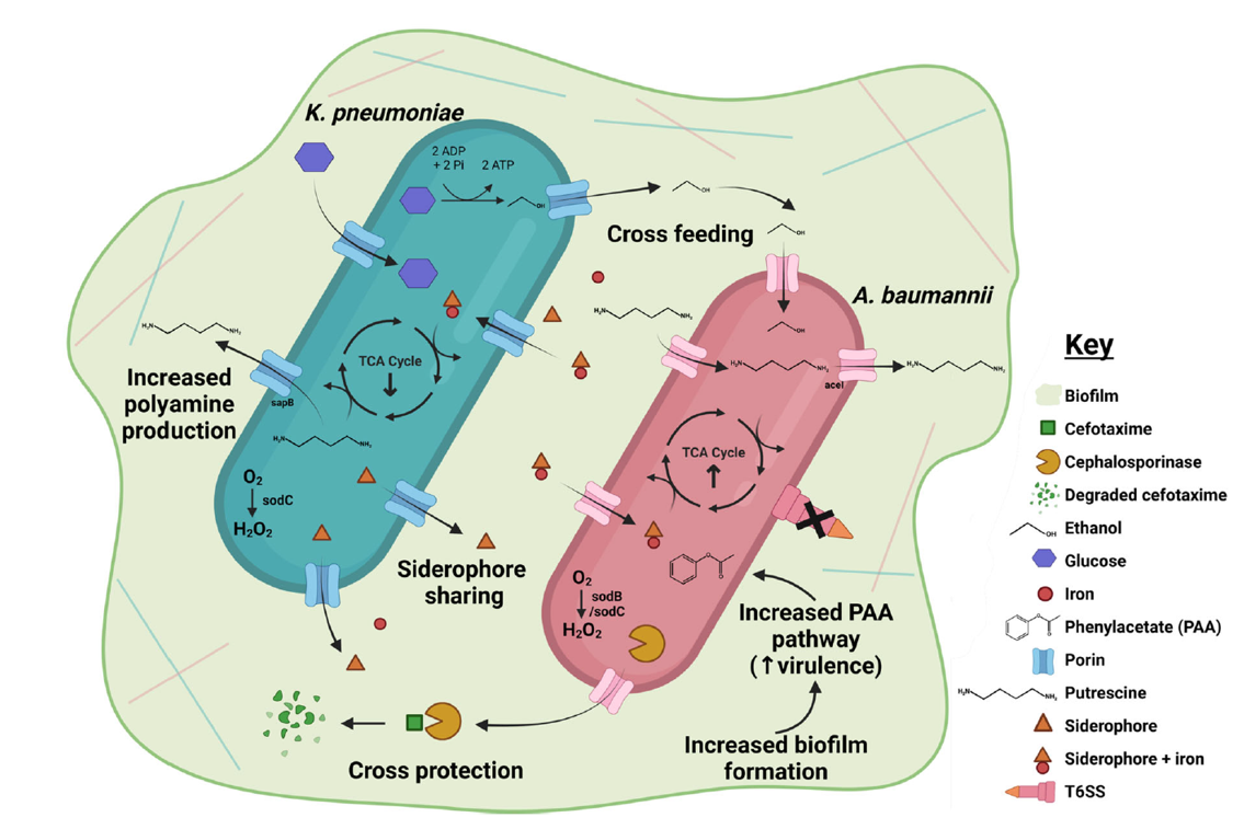 Teaming up two ESKAPE: cross-feeding and cross-protection between Klebsiella pneumoniae and Acinetobacter baumannii