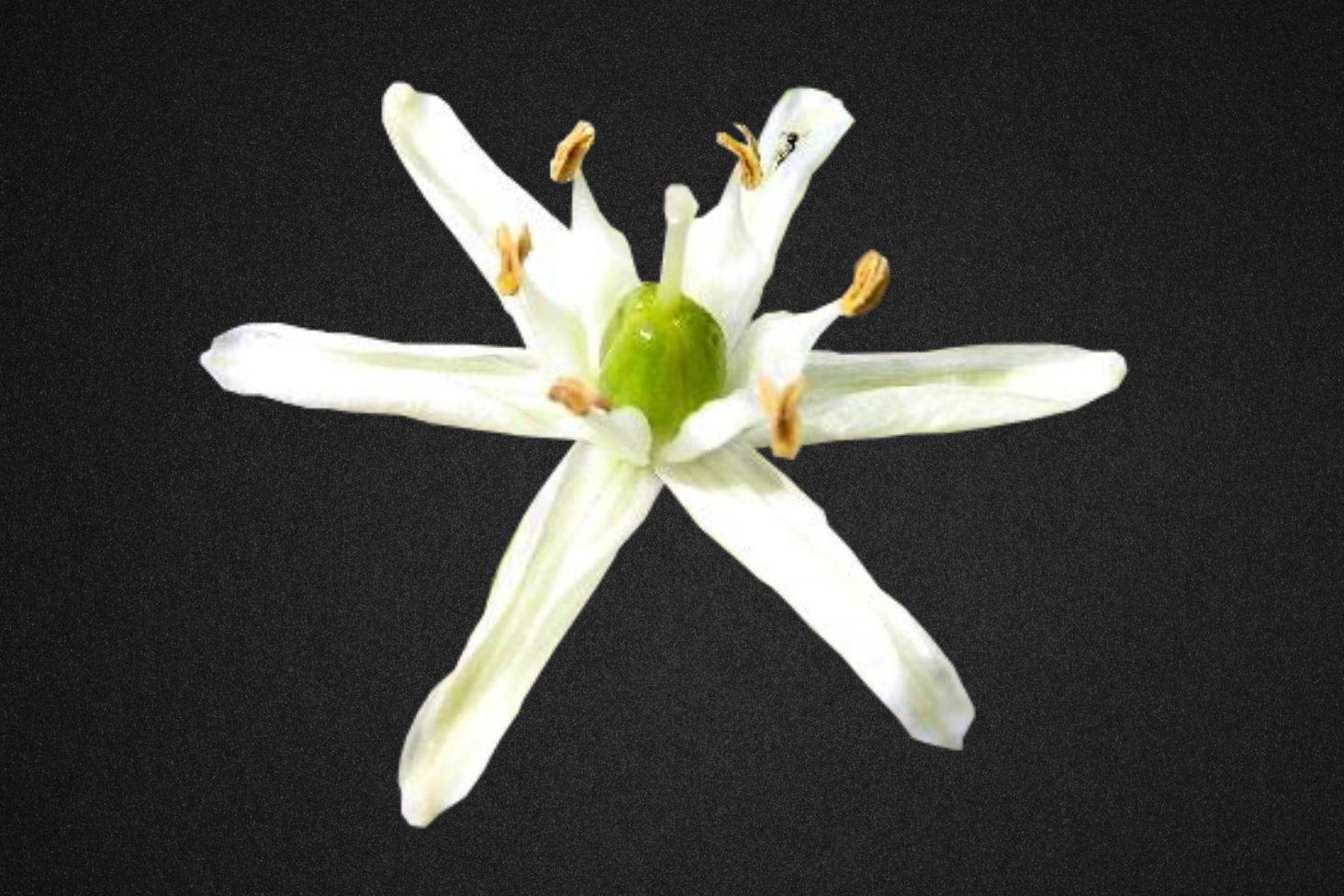 The story of Lost (and Found) Plant Species