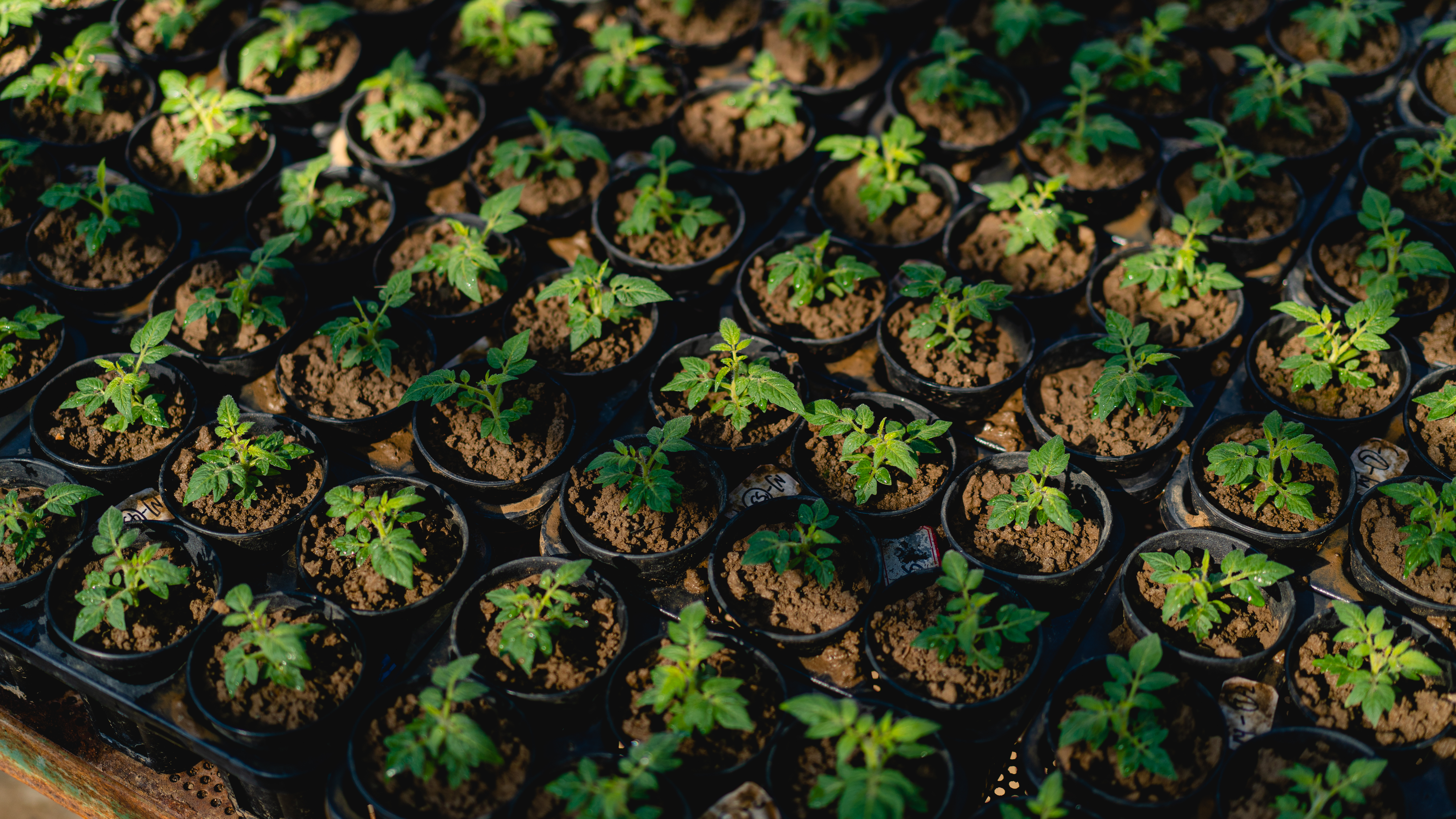 How microbial teamwork keeps plant healthy