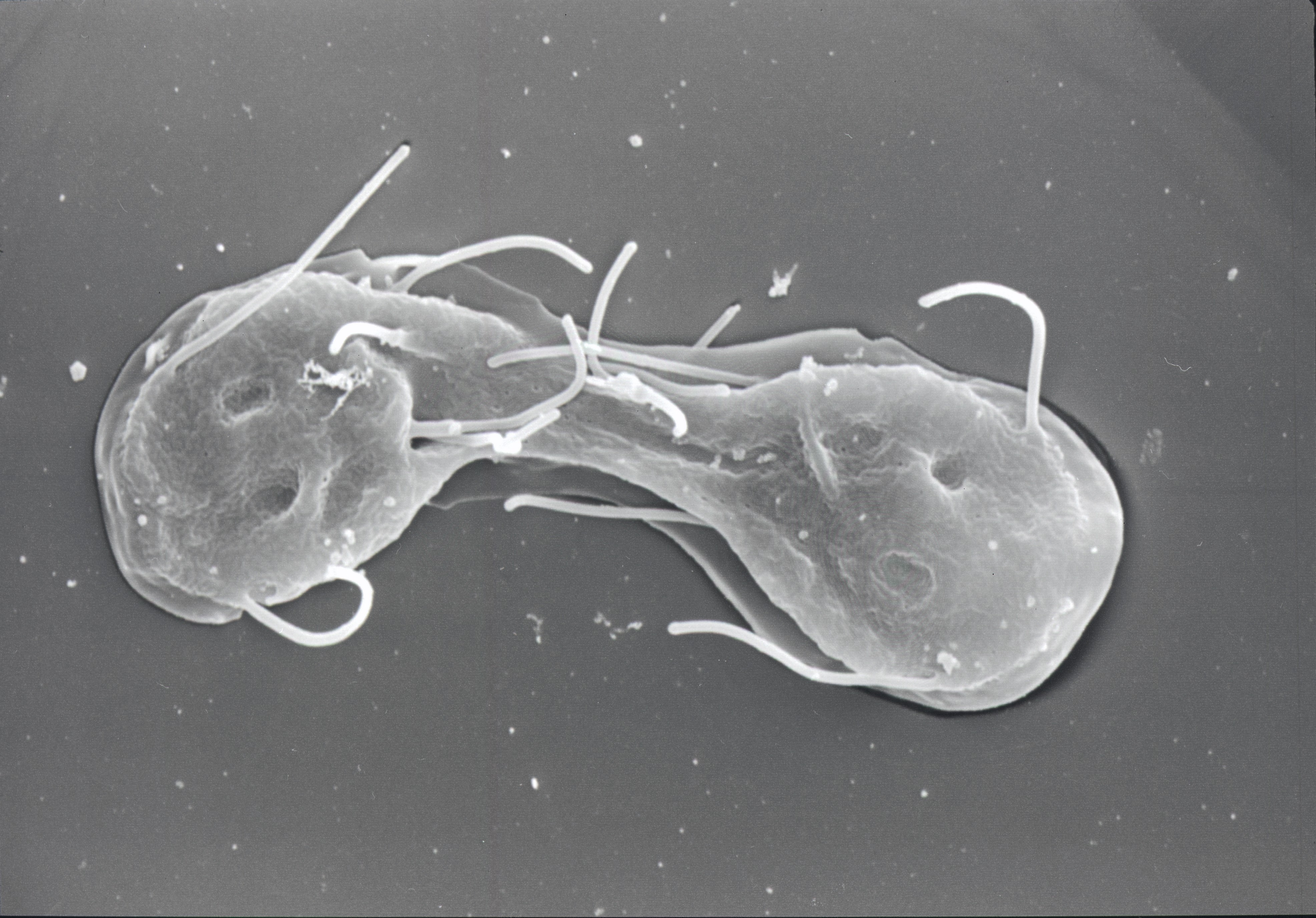 Near-complete Giardia intestinalis WB genome in chromosomes
