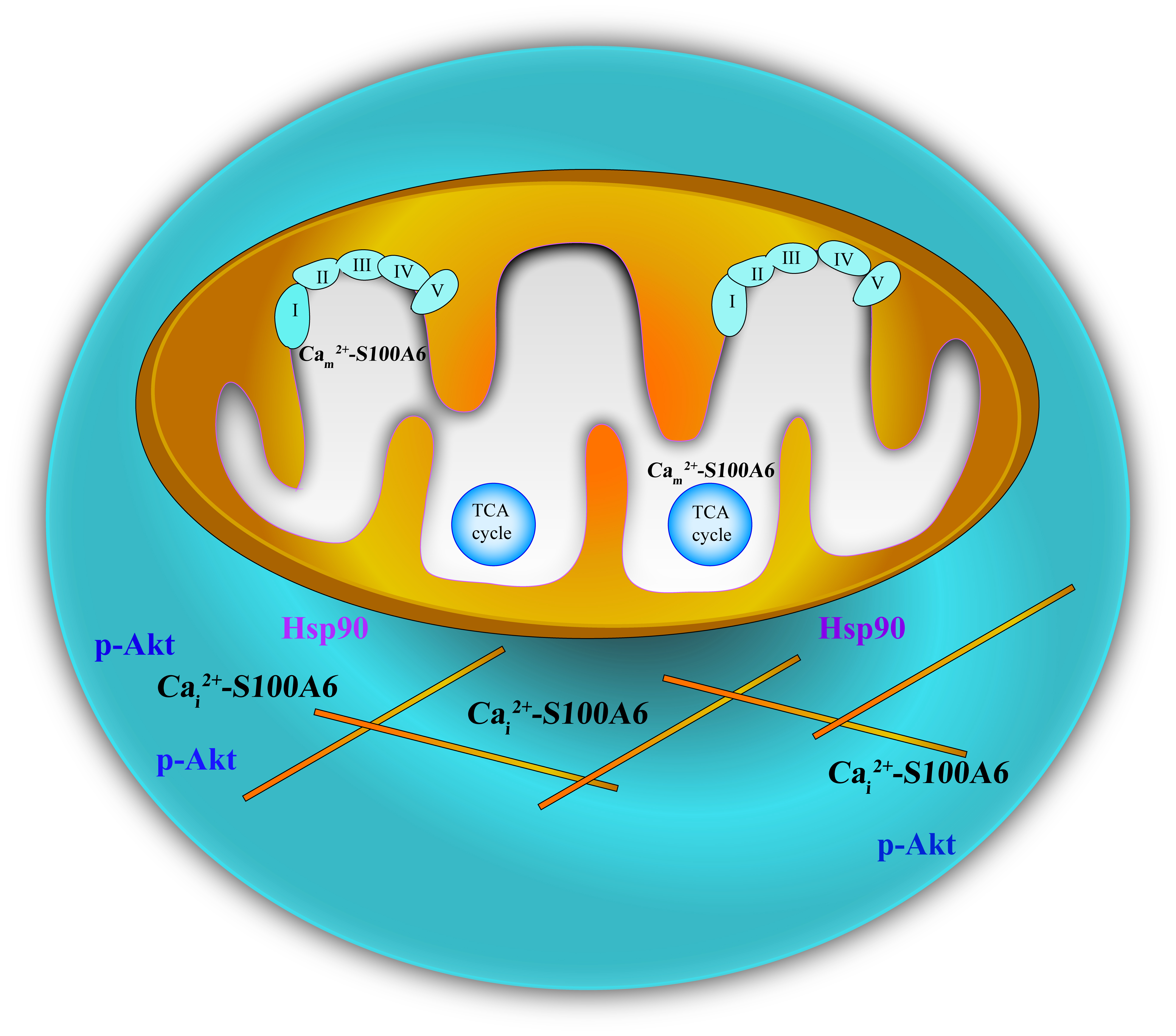 S100A6 regulates intracellular and mitochondrial calcium buffering of hematopoietic stem cells fate options