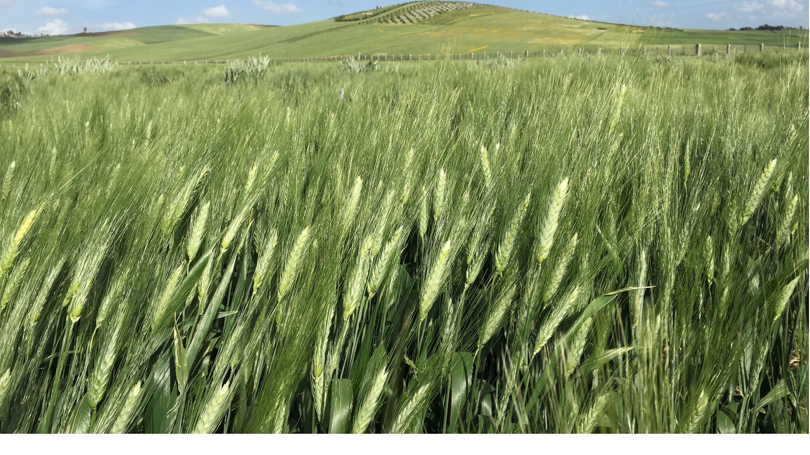 Exploiting trade-offs in pathogens: a way forward to protect crops in agriculture? 