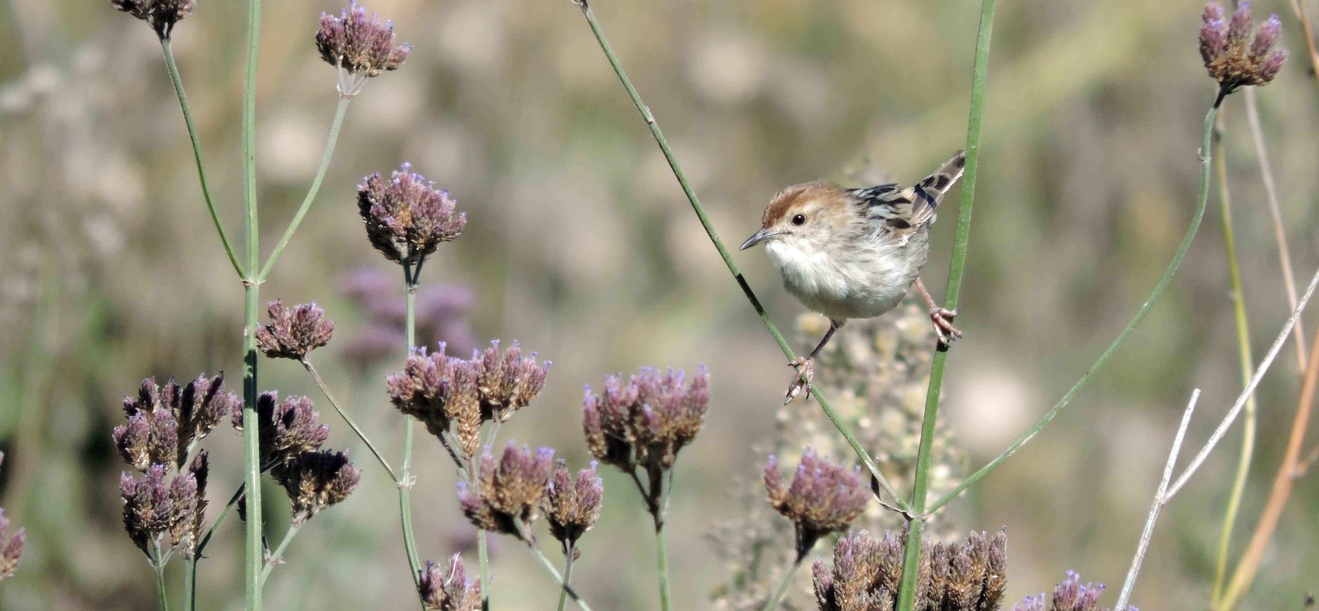 Reduced ecological resilience jeopardizes zero loss of biodiversity