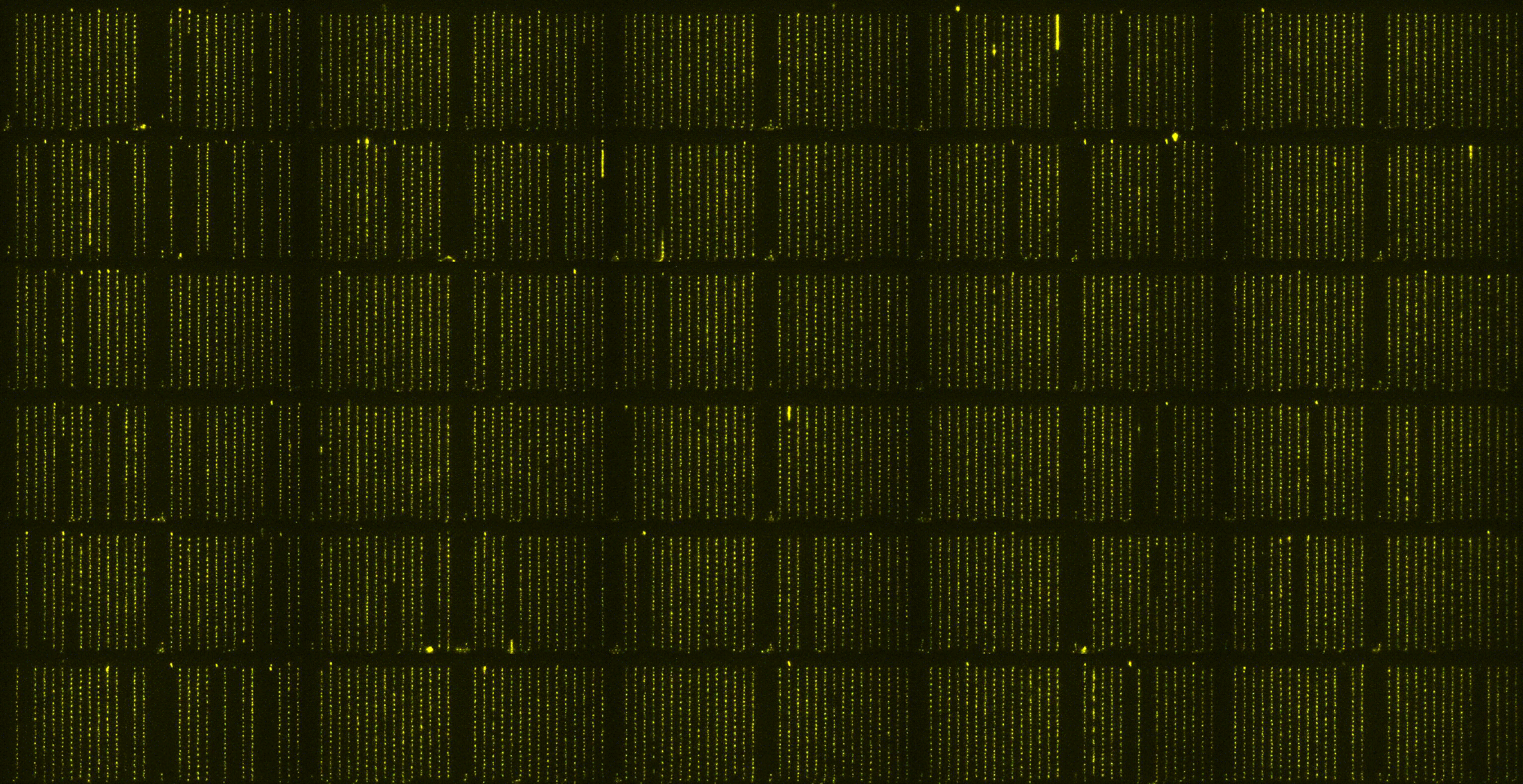 Dumplings, noise, and complex phenotypes