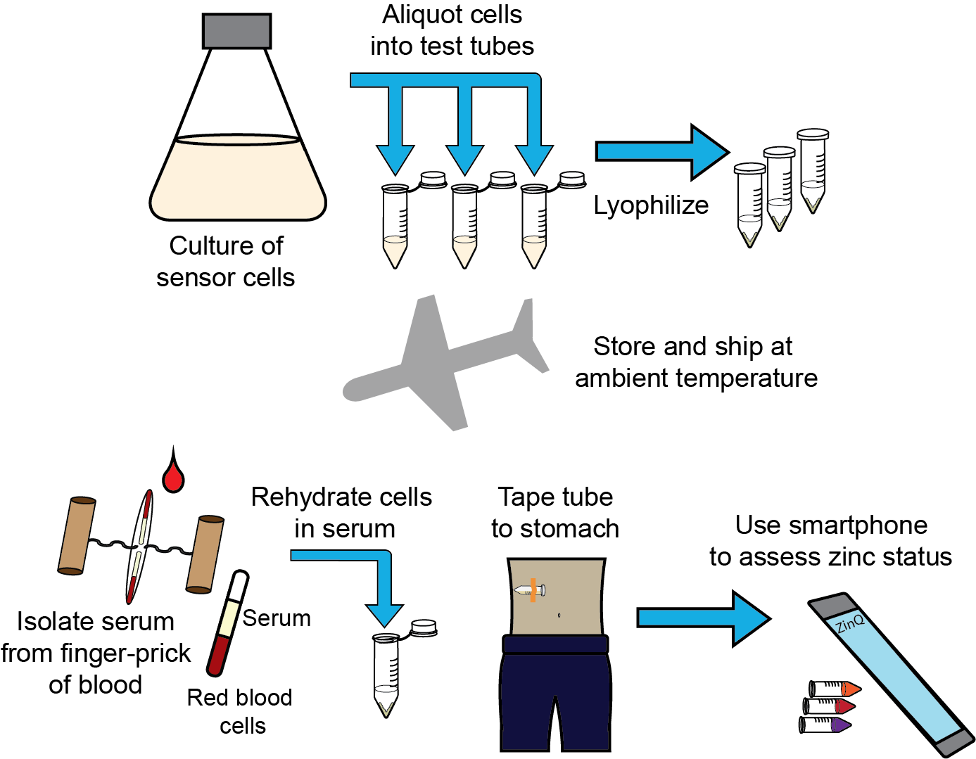 Bacterial blood tests that work outside the lab