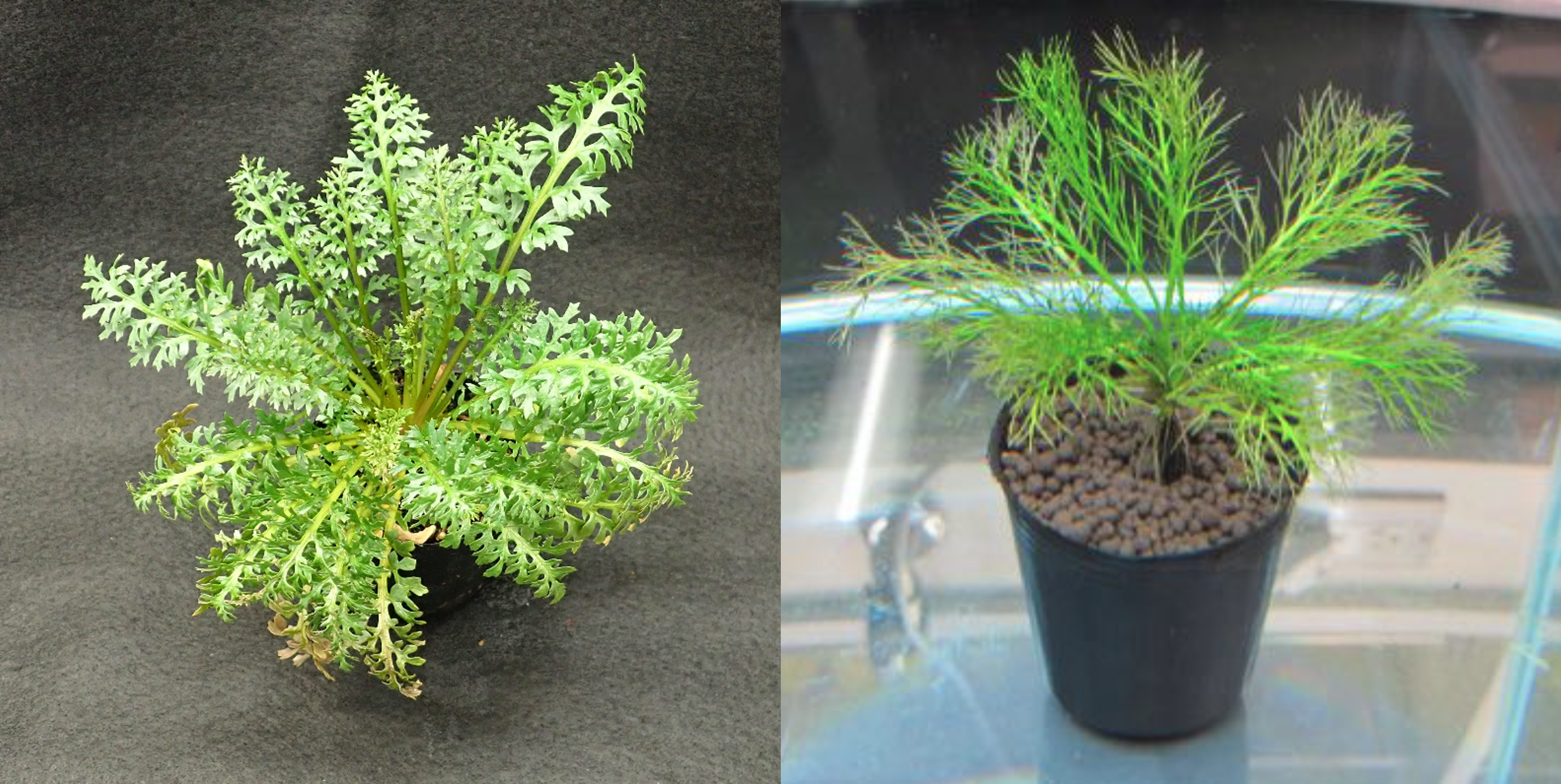 Unveiling the Mysteries of Heterophylly: A Dive into the Genome of Rorippa aquatica