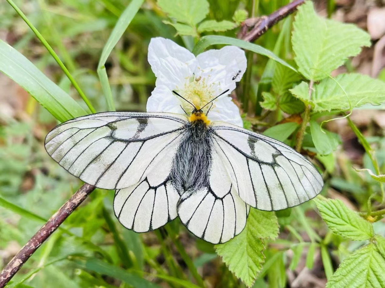 Transposons help  an alpine butterfly spread out of the Qinghai-Tibet Plateau