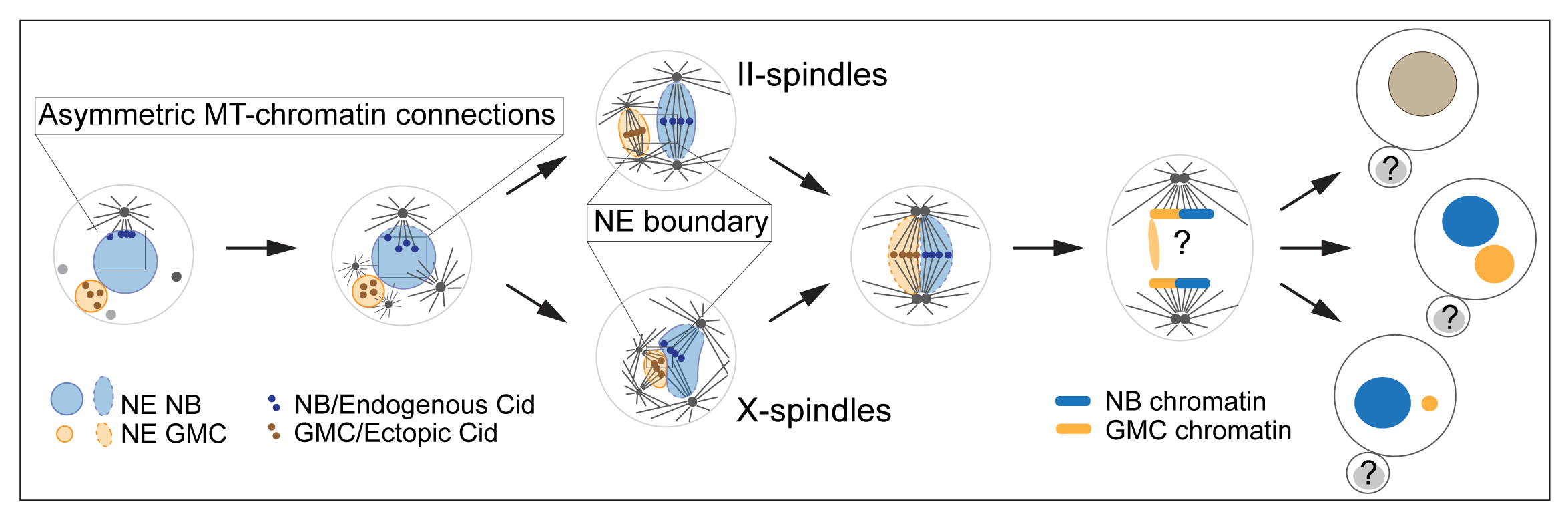 Asymmetric chromatin capture by the MTOC and nuclear envelopes separate chromosomes in fused cells in vivo