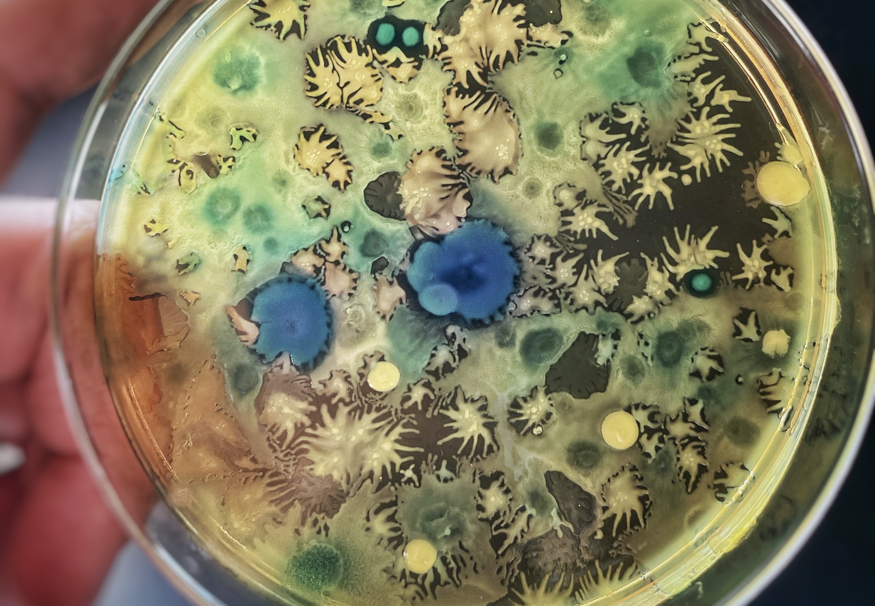 Bacteria on inbreeding: No thanks!