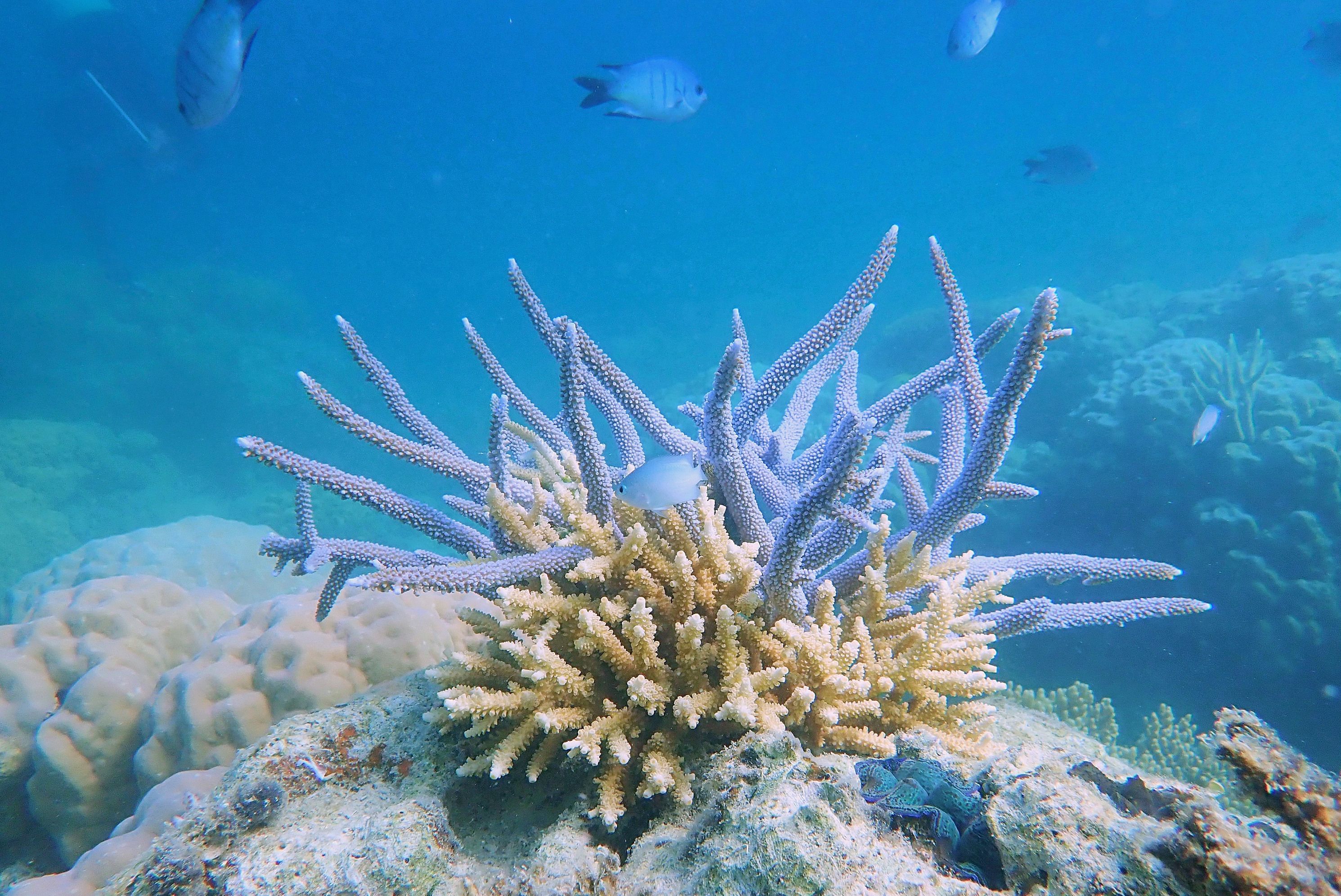 The geometric-biodiversity coupling of surface habitats
