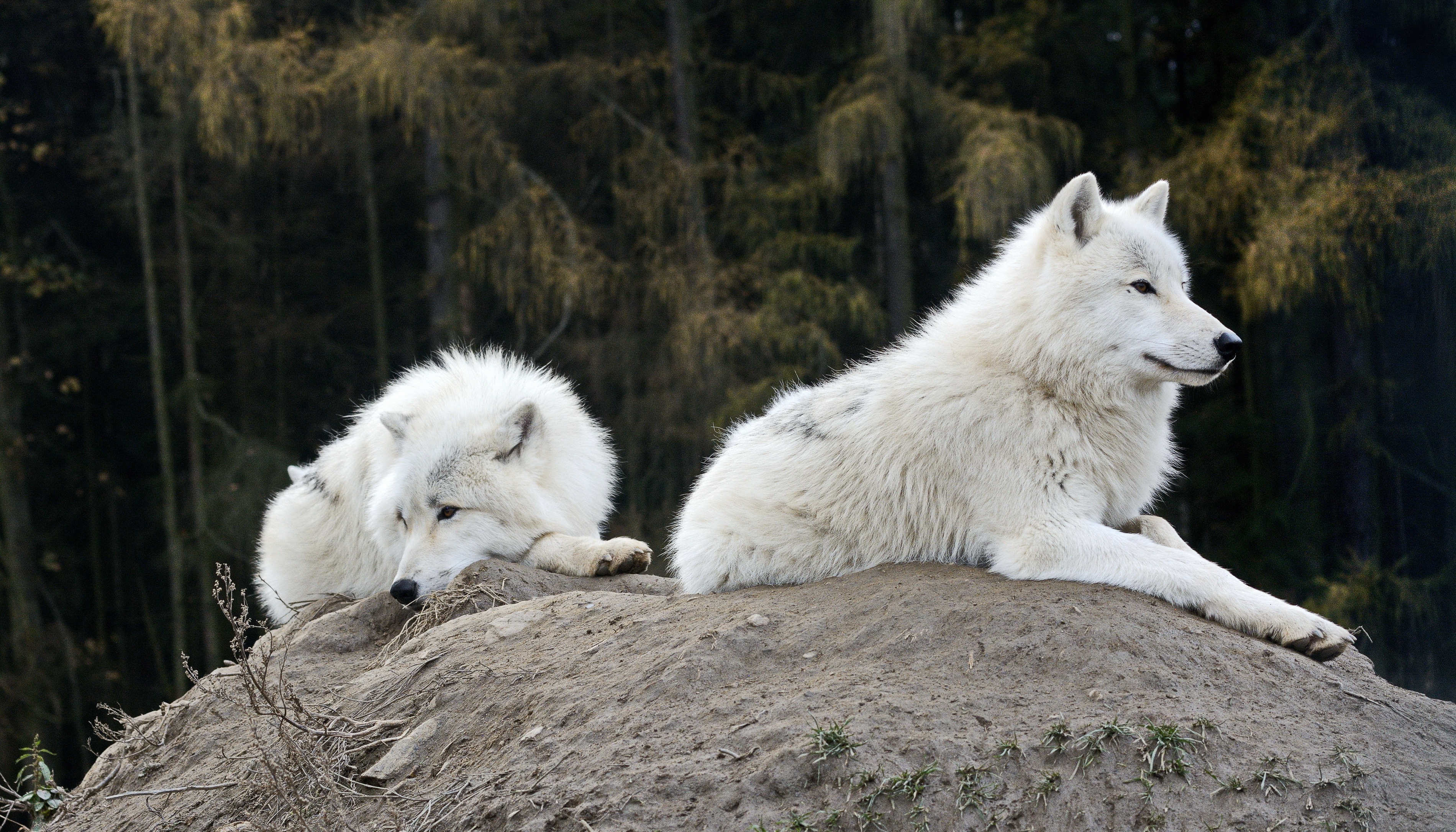 Selection for ghost DNA in wolves and dogs