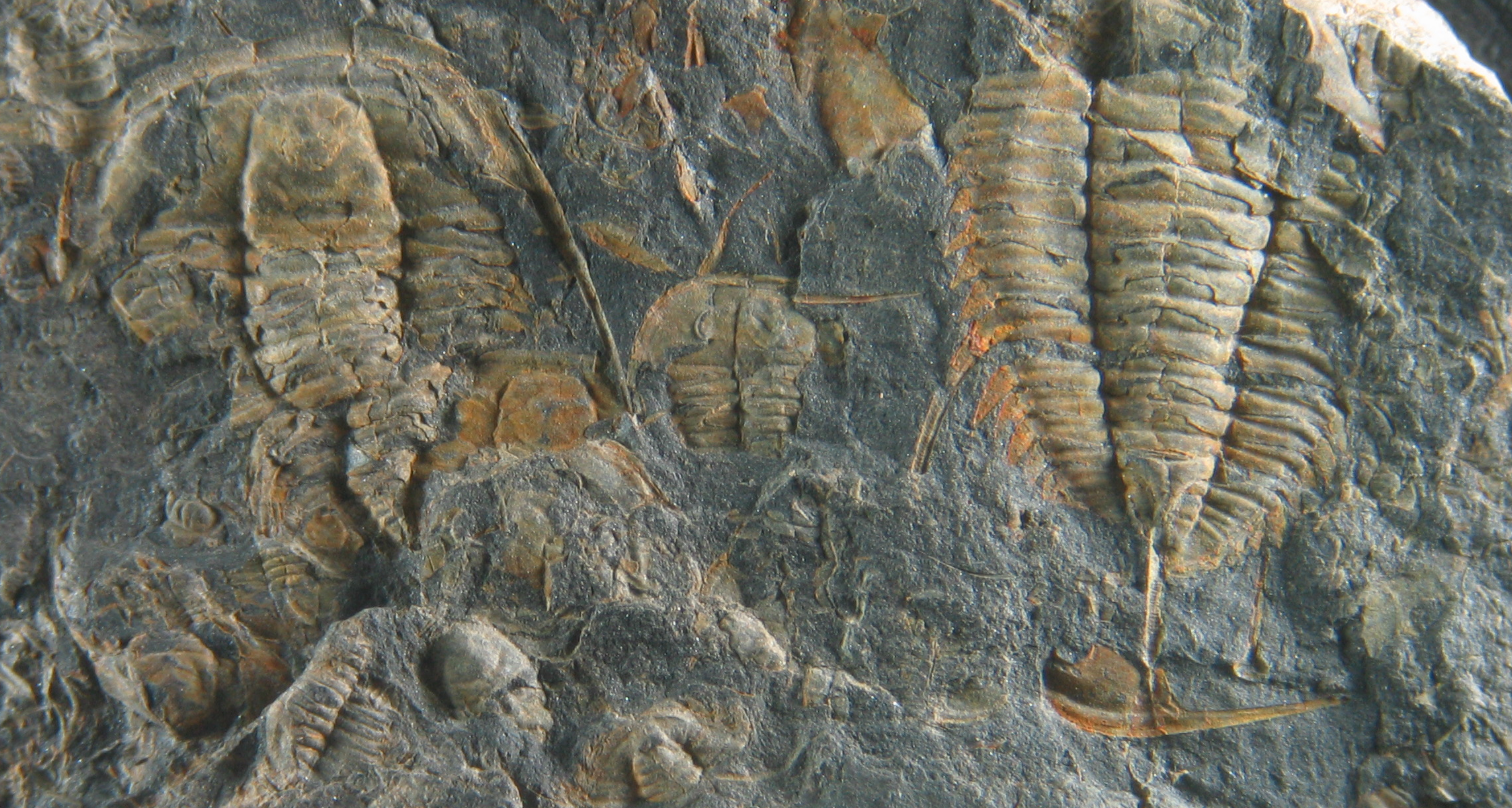 Perspectives of an open science practice. Collective construction of a morphological database of trilobites