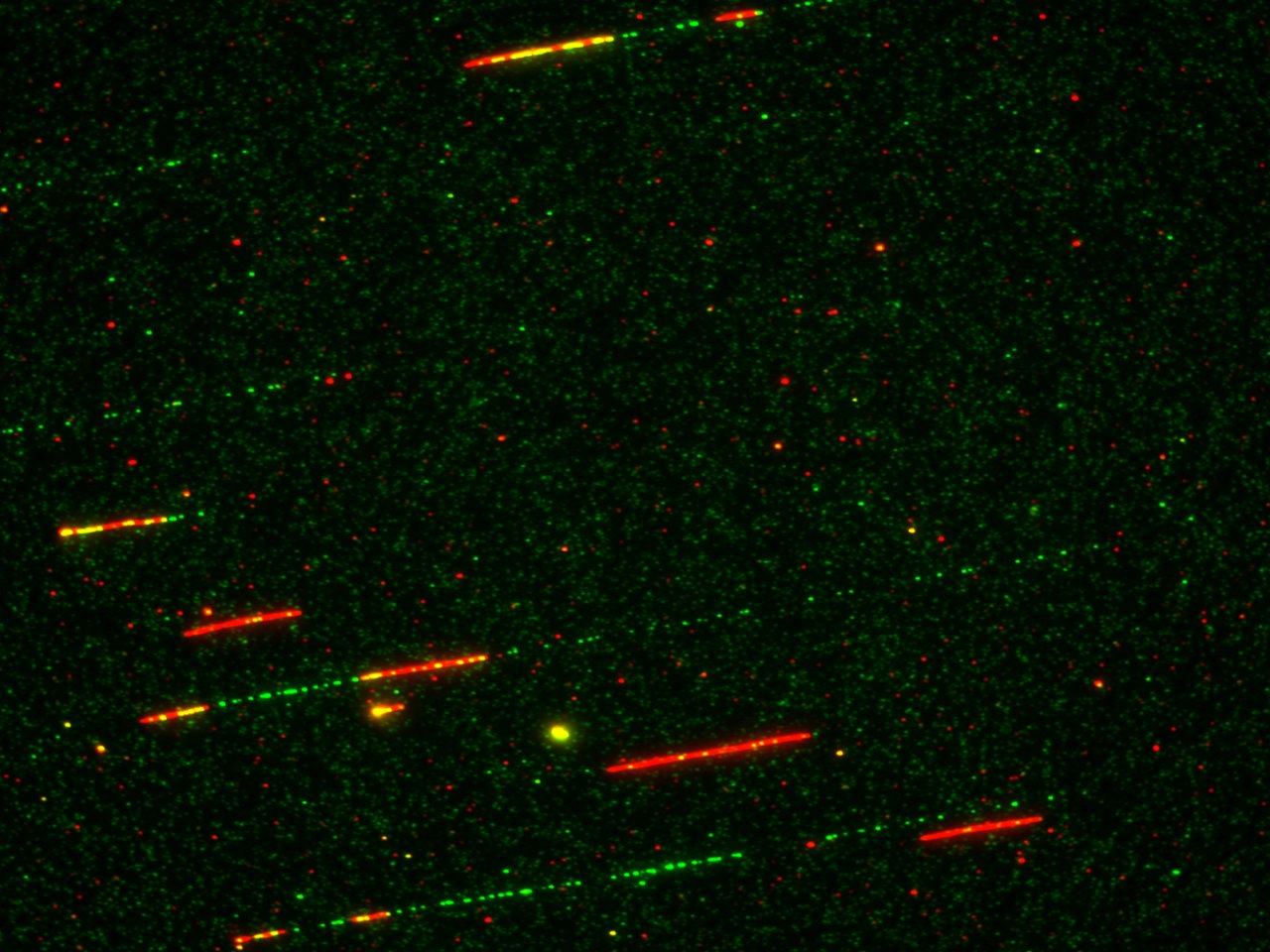 How Rif1 bridles rapid embryonic DNA synthesis  