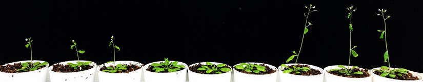 A de novo gene originating from plant mitochondria