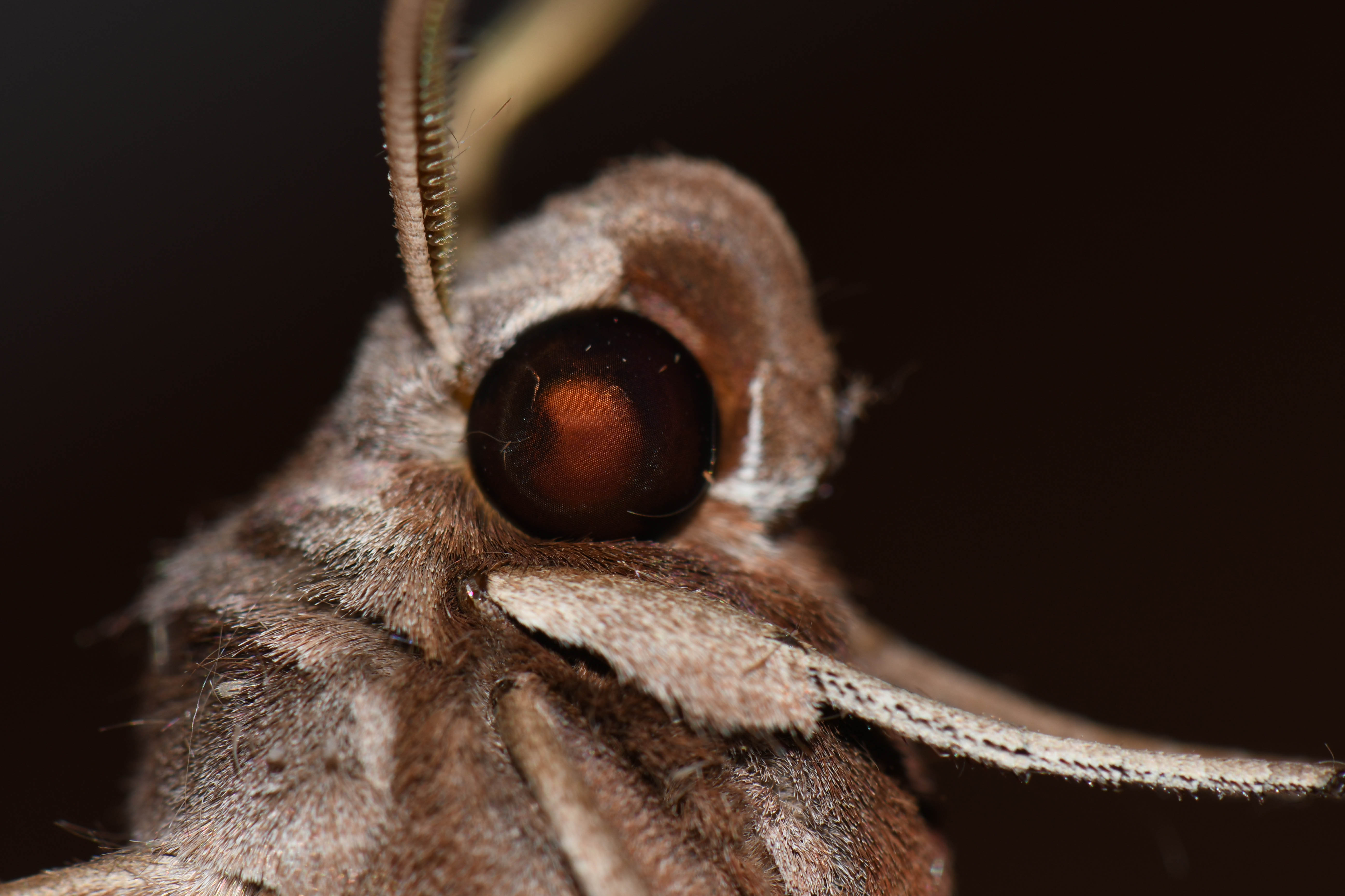New insights into the evolution of butterfly and moth vision