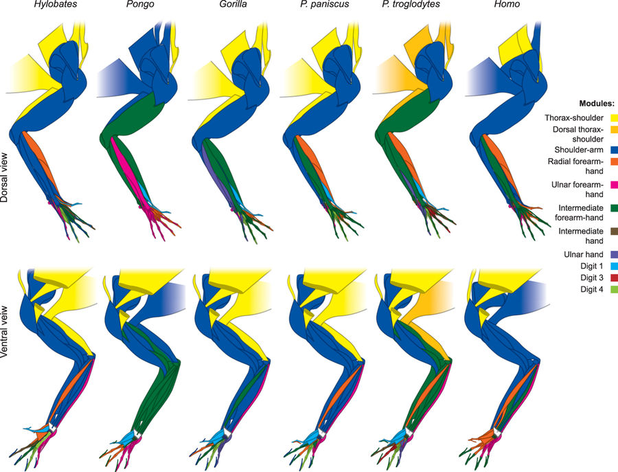 First anatomical networks primate & human evolution