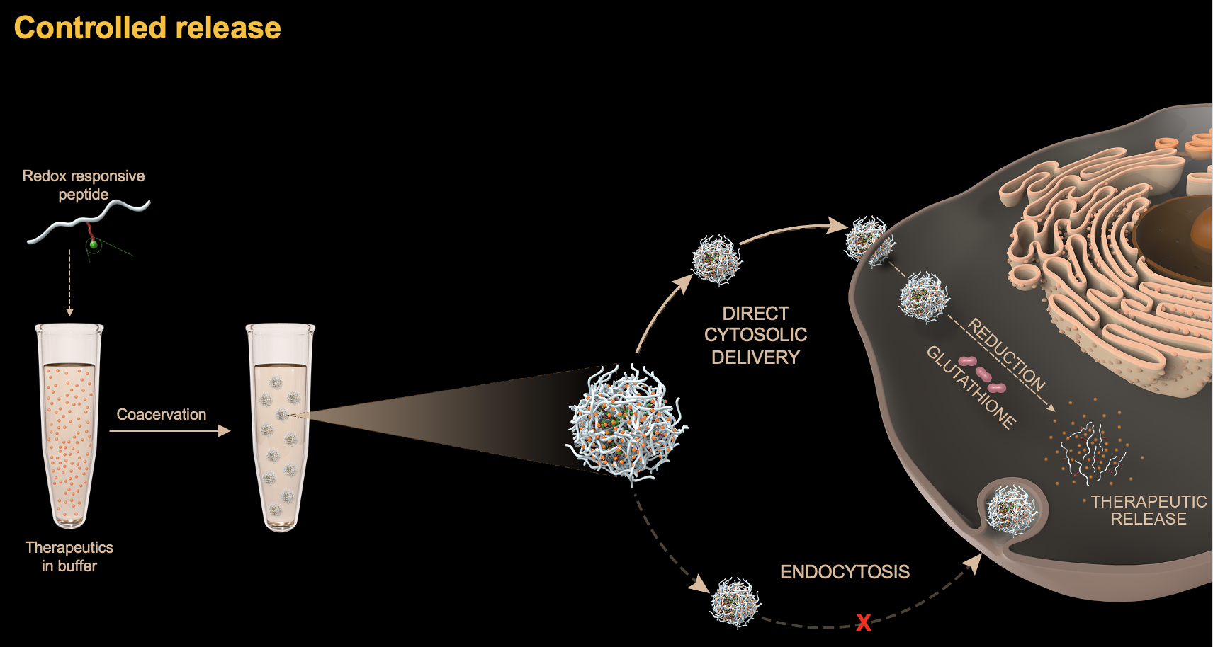 Behind the Paper: "Phase-Separating Peptides for Direct Cytosolic Delivery and Redox-Activated Release of Macromolecular Therapeutics"