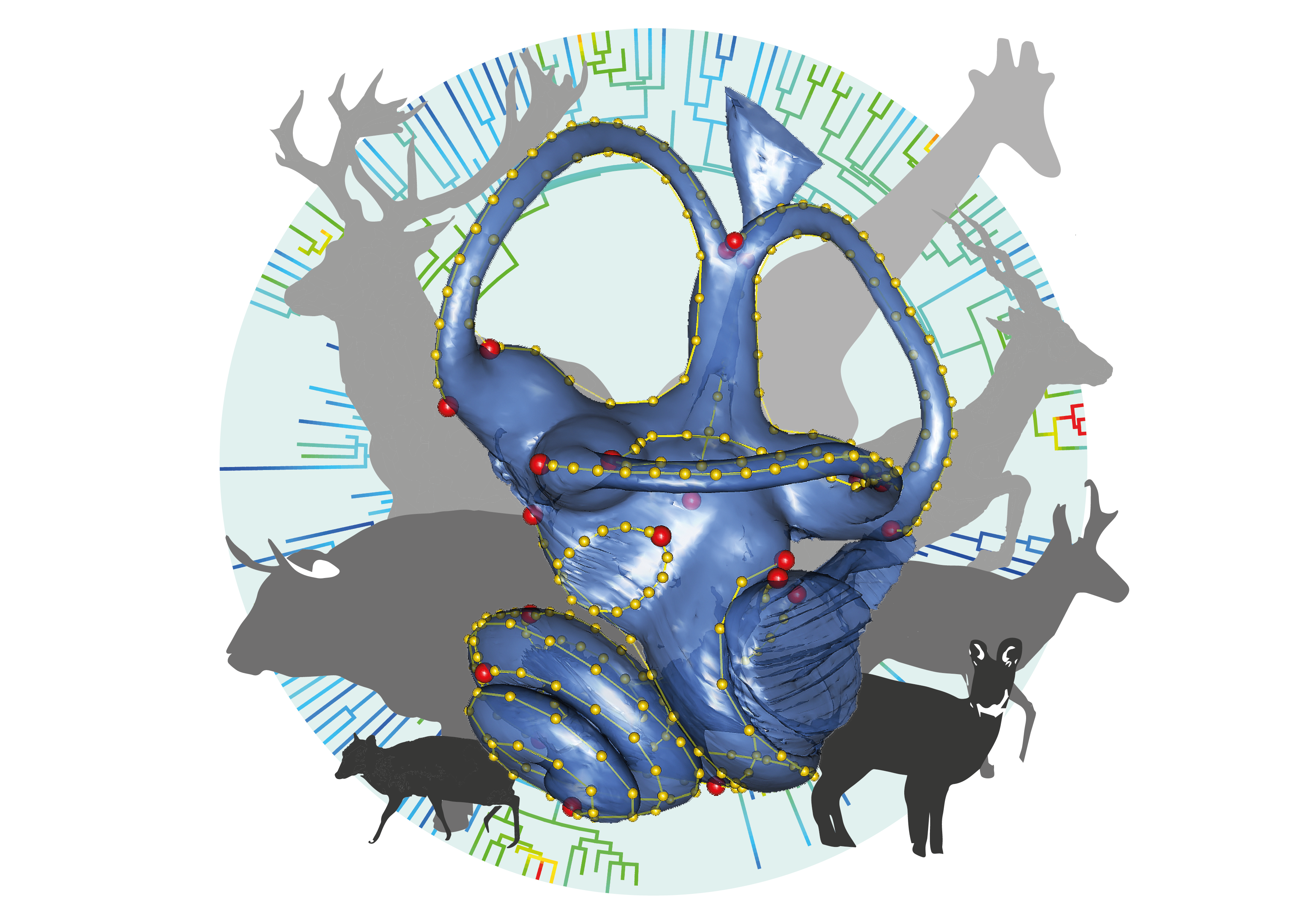 Can you hear the whispers? Inner ear captures 35 million year of neutral evolution