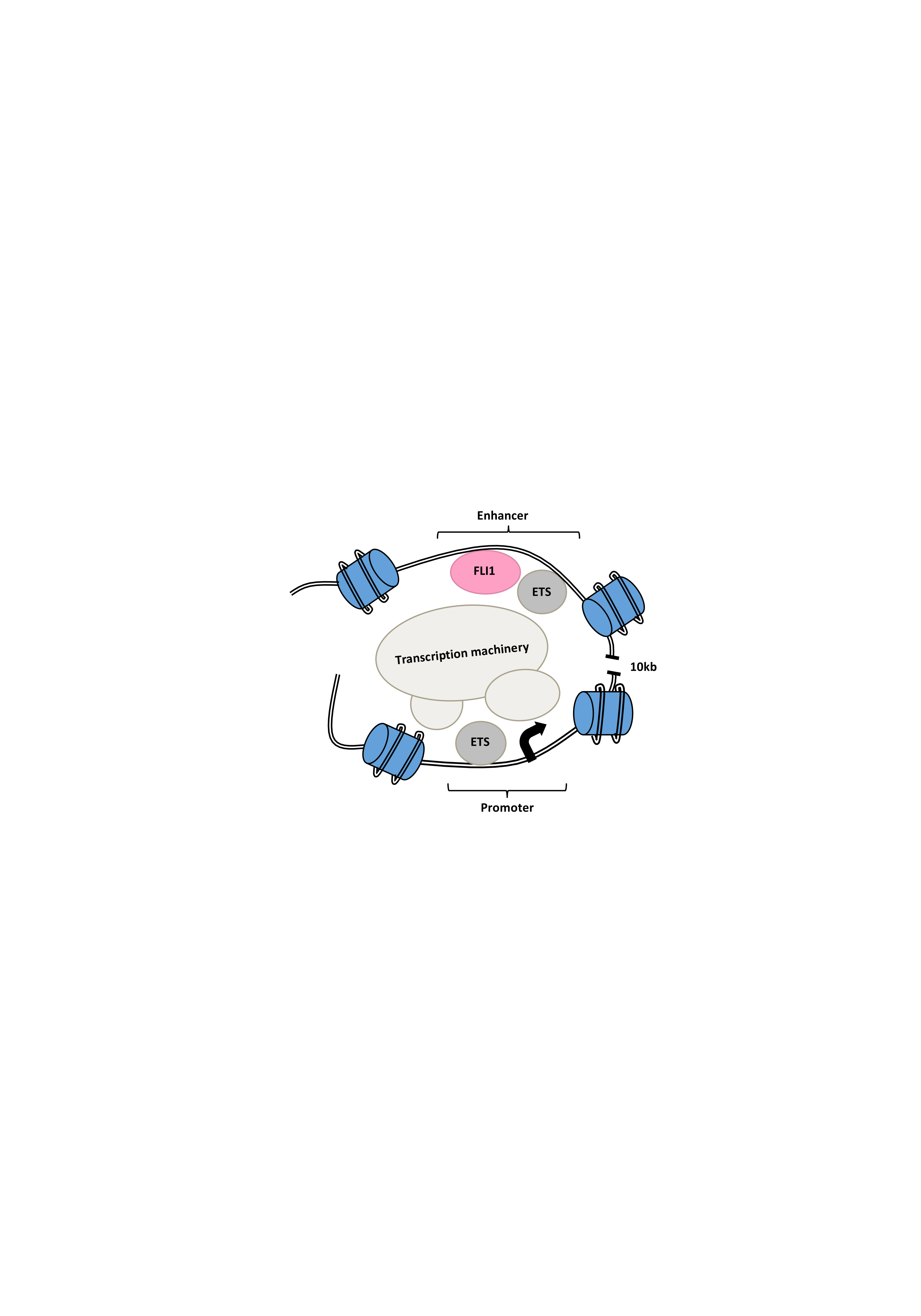 Enhancing an enhancer factor: FLI-ing into the web of MEIS