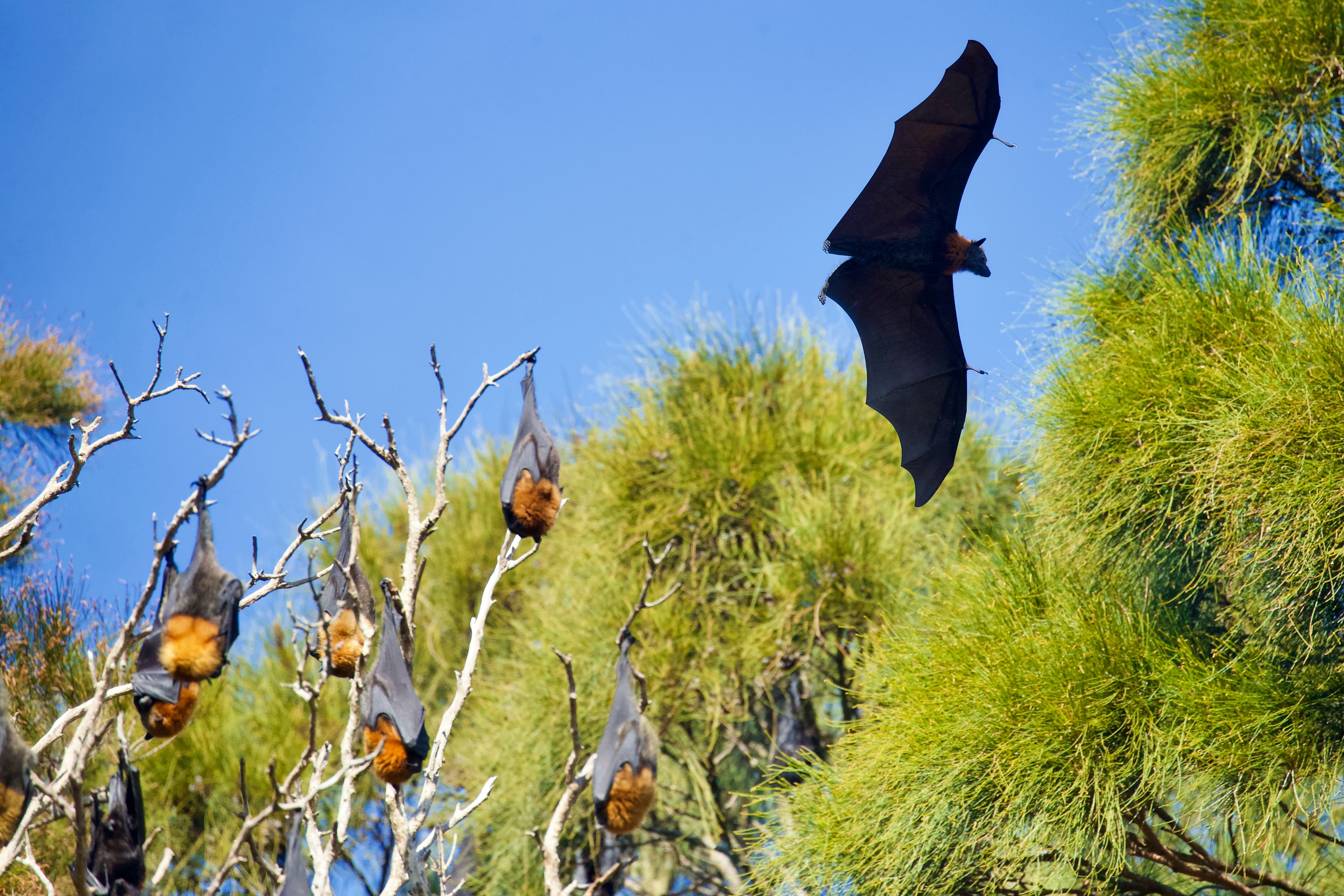 Bats Unmasked: Revealing the Amazing Wonders of Bat Conservation