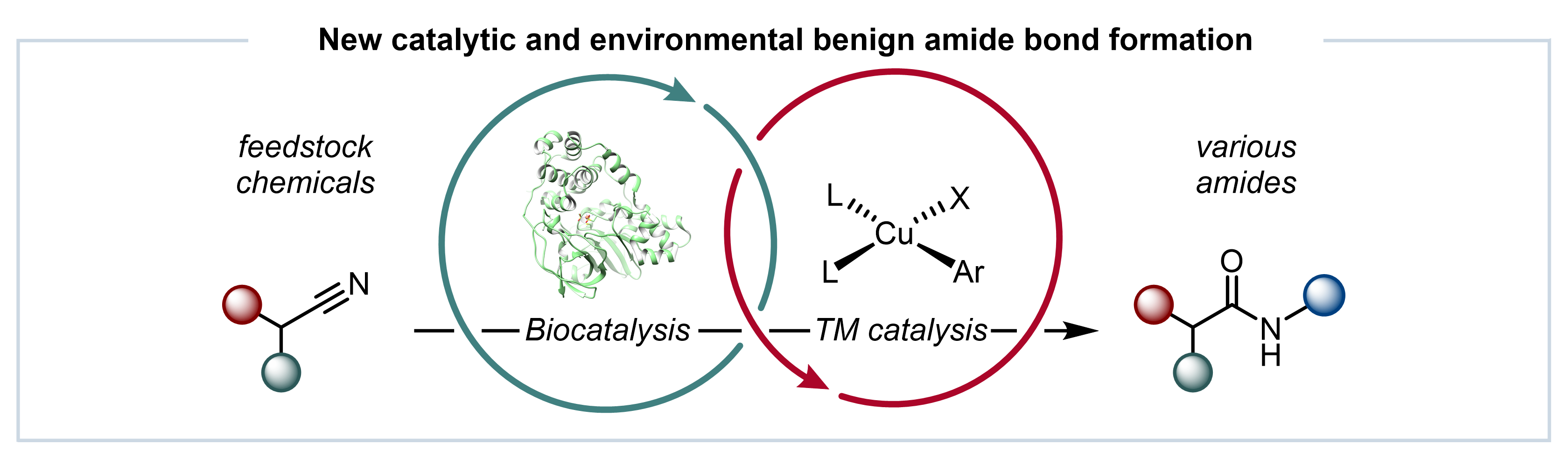 Merging Enzymes with Chemocatalysis for Amide Bond Synthesis