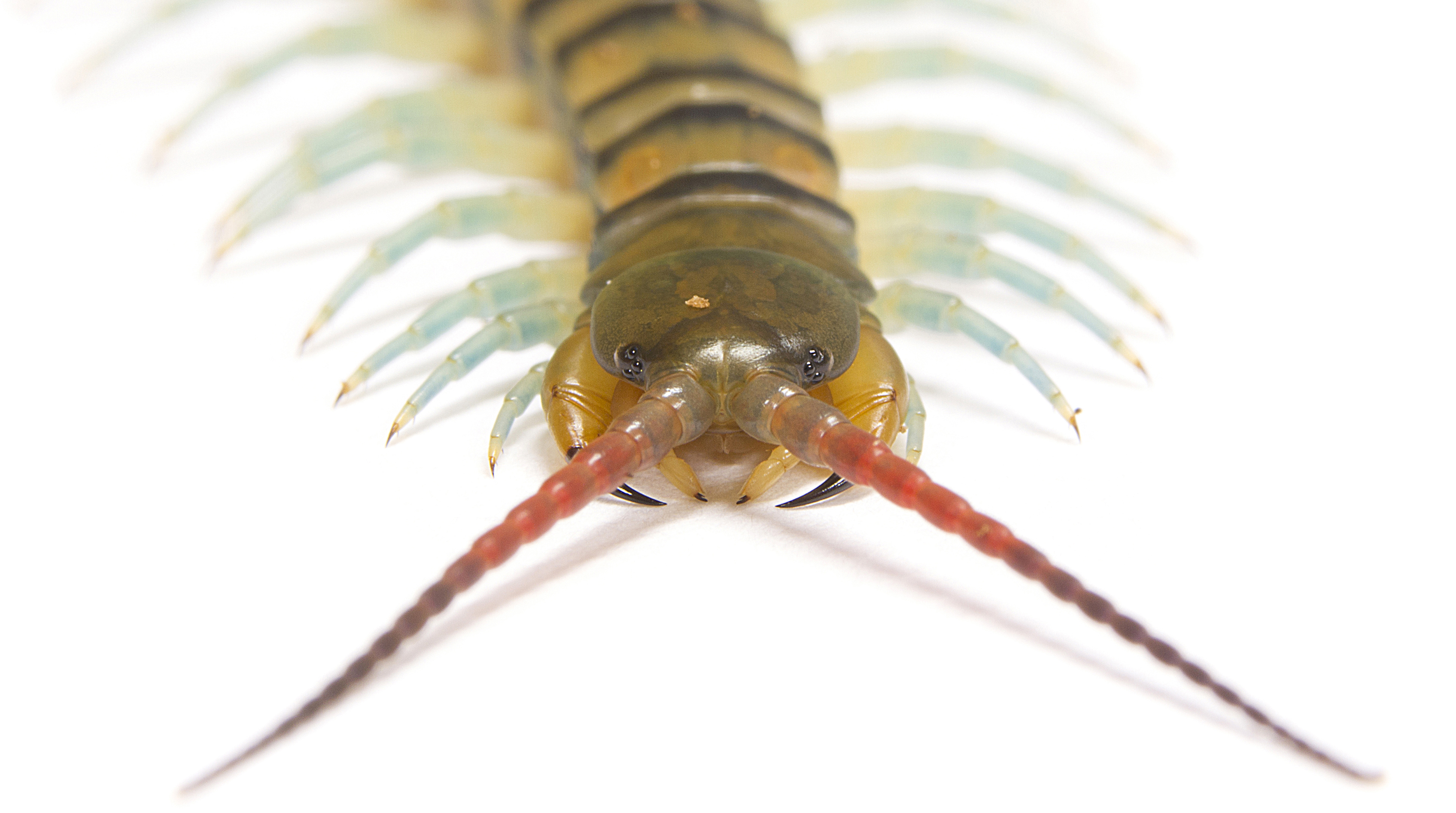 Phylogenetic analyses suggest centipede venom arsenals were repeatedly stocked by horizontal gene transfer