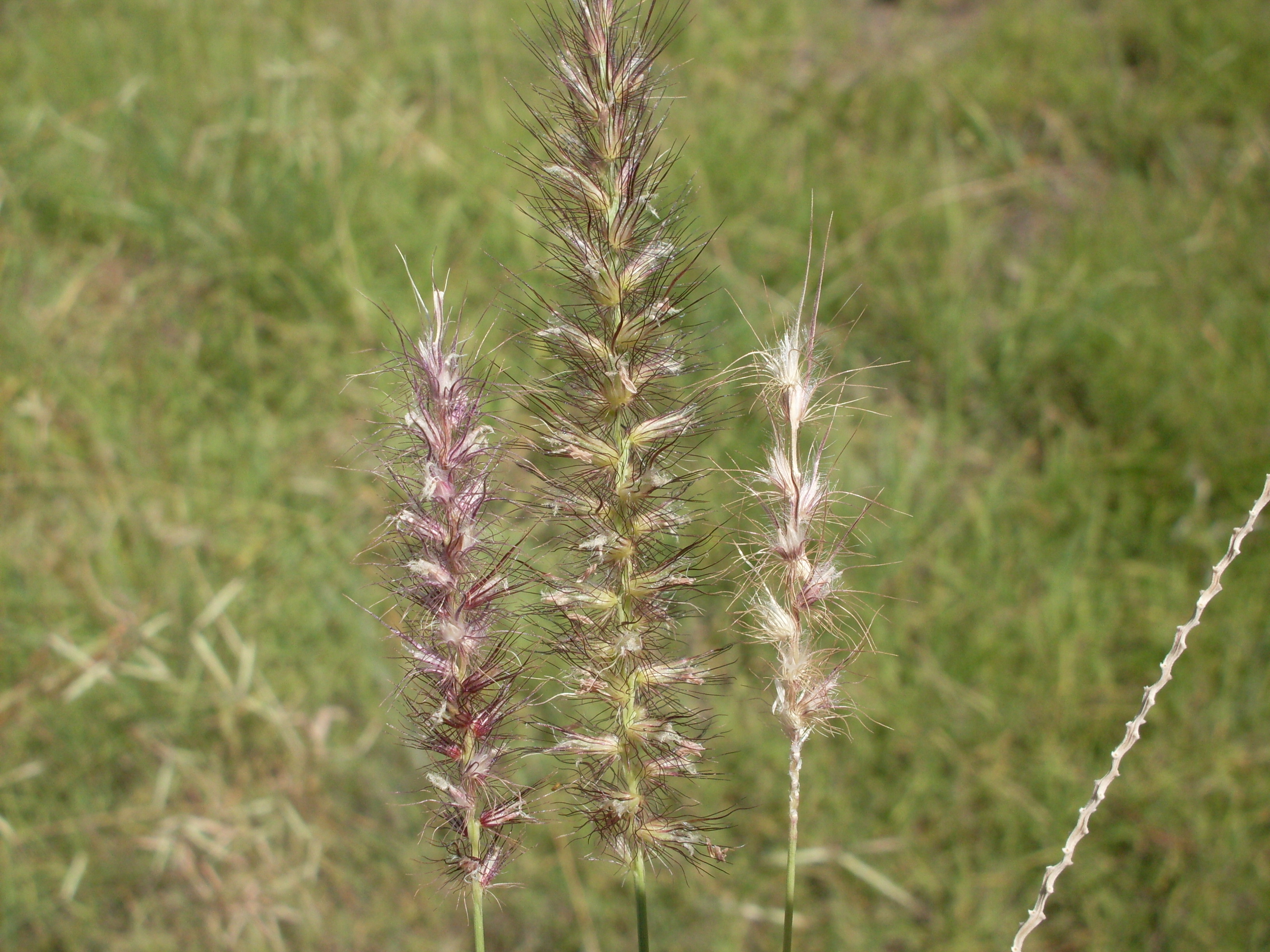 Unifying Australia's Battle Against Alien Flora: The Alien Flora of Australia
