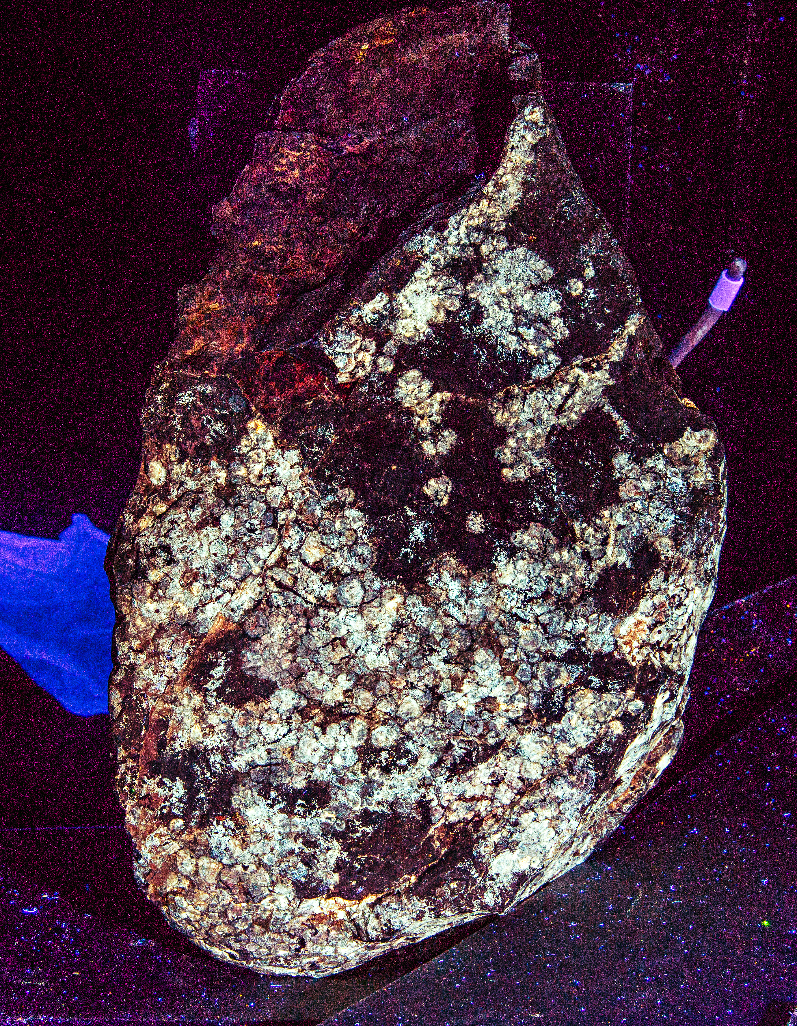 Laser ‘Sheds New Light’ on First Discovered Dinosaur Skin