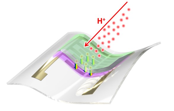 A flexible fully organic detector able to protect patients during protontherapy cancer treatments. 