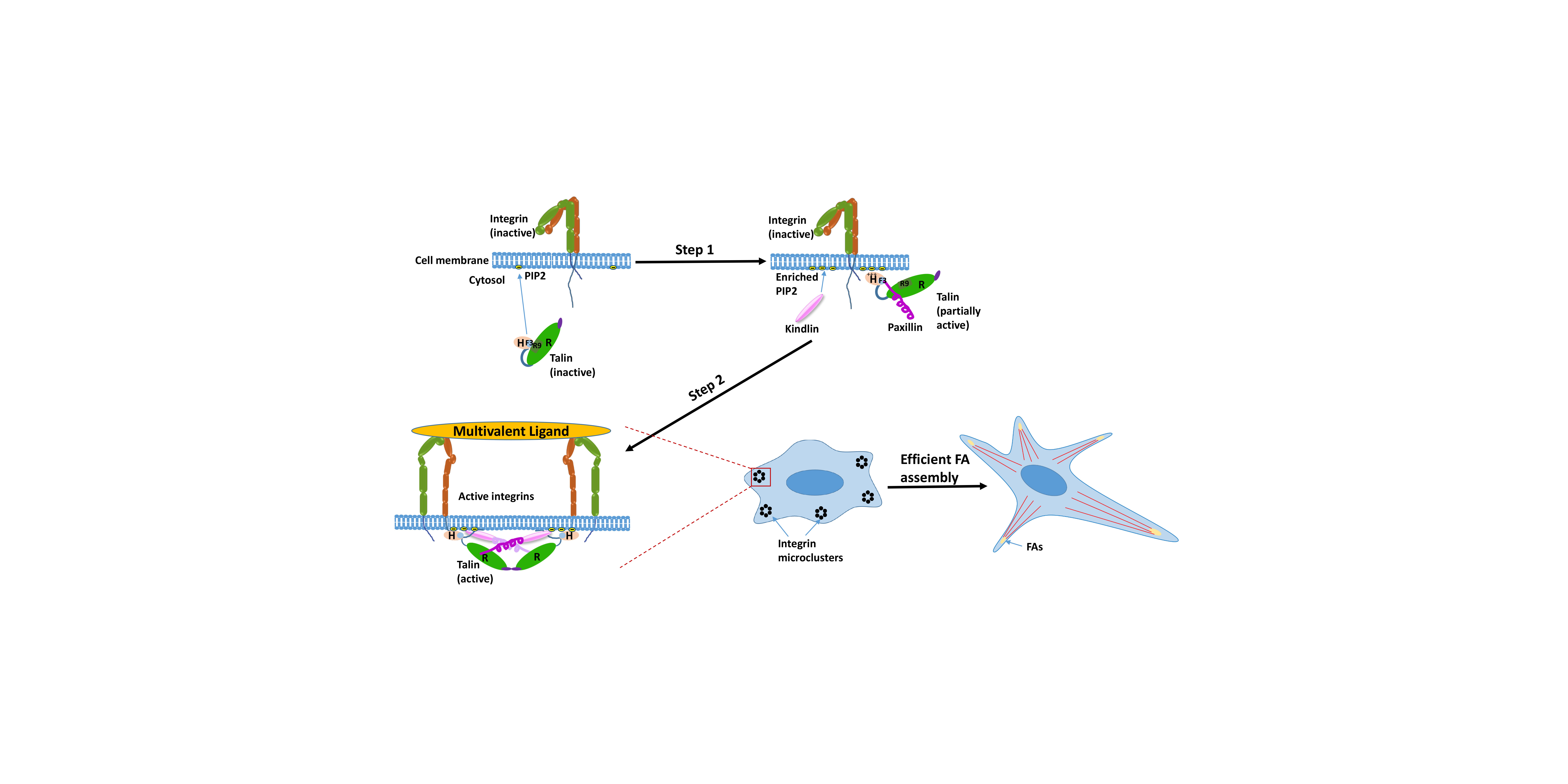 Assembly of talin-centered supramolecular machinery at the early stage of cell adhesion