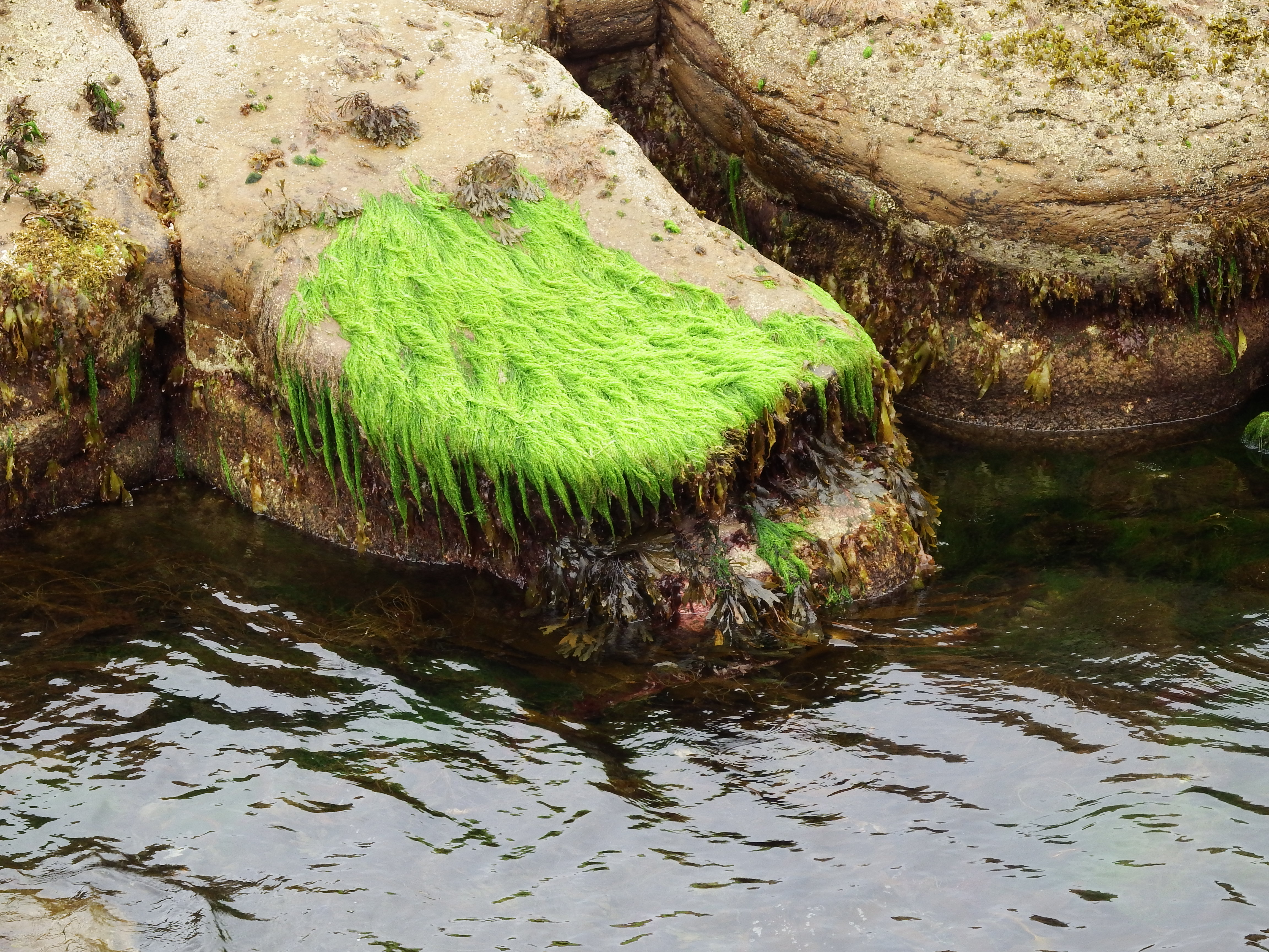 Identifying nitrogen sewage pollution using seaweed