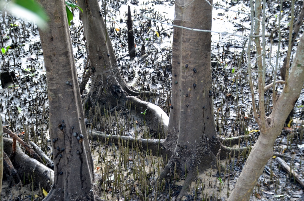 Behind the Mangroves’ roots of cooperation