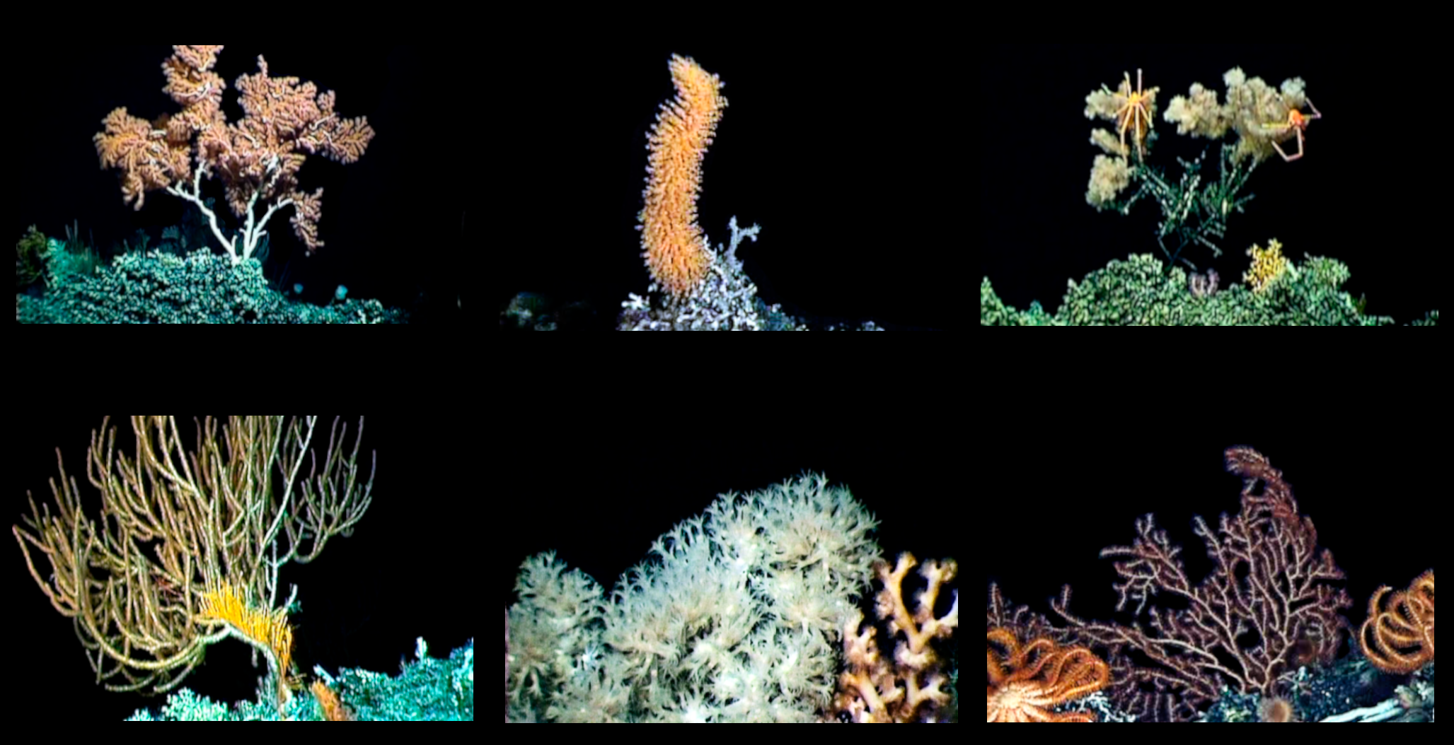 Repurposing offshore industry surveys in deep-sea coral sites of the Southwest Atlantic