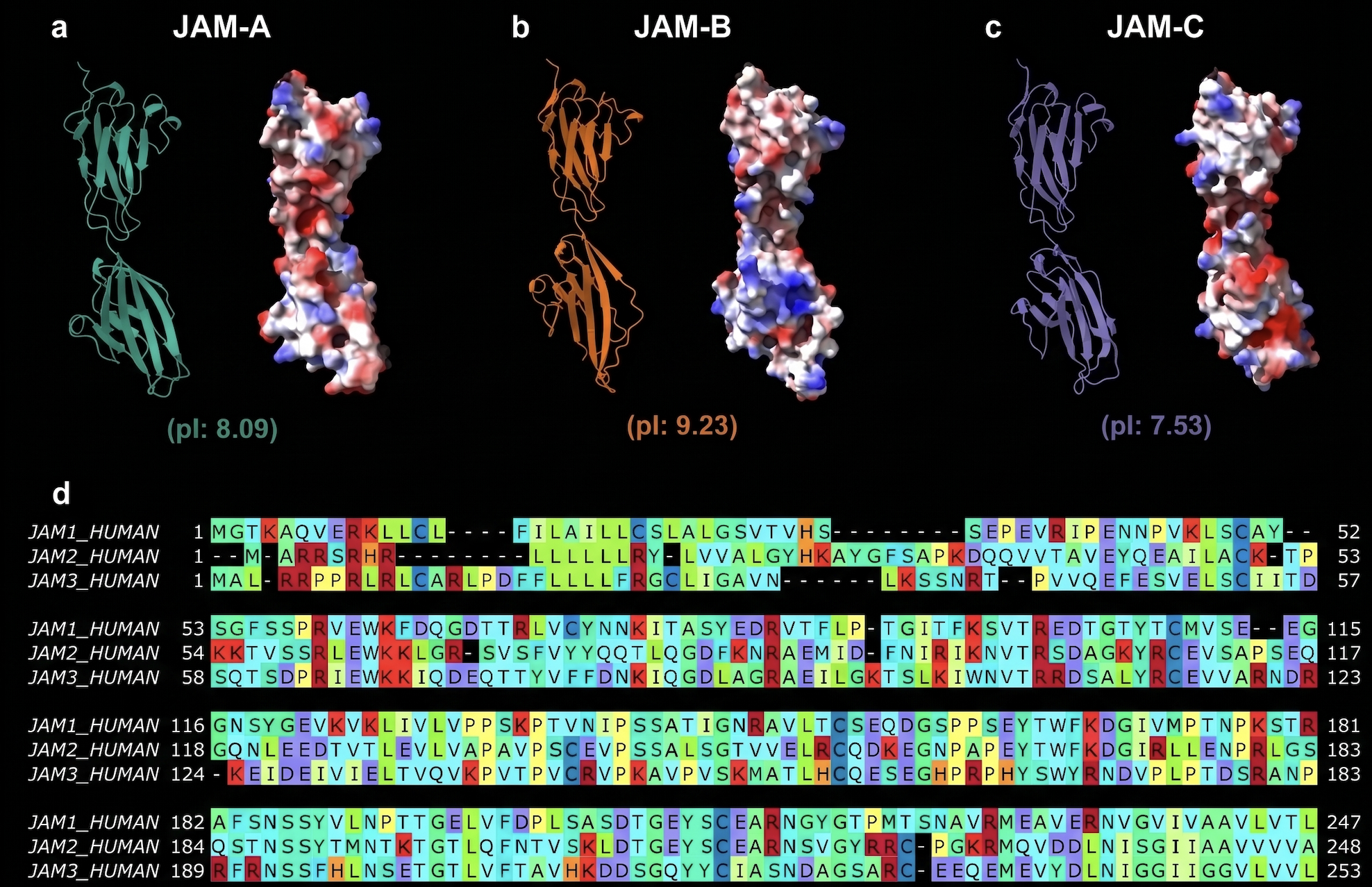 Brain Stroke Chemistry May Force Adhesion Molecules to Change Shape