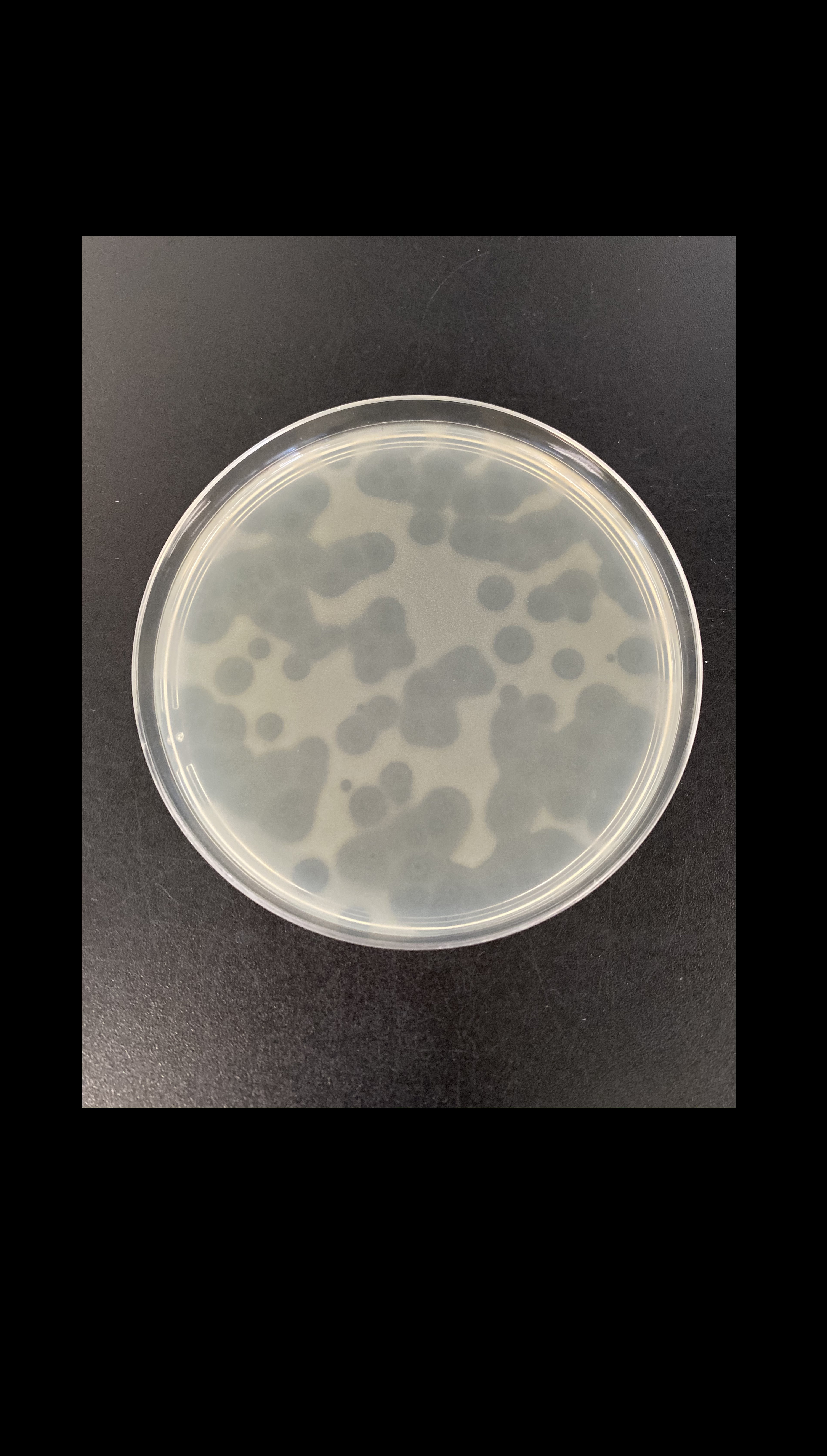 When is it better to be a jack of all trades than a master of one? Why phage evolve into multi-host generalists in diverse microbial communities. 