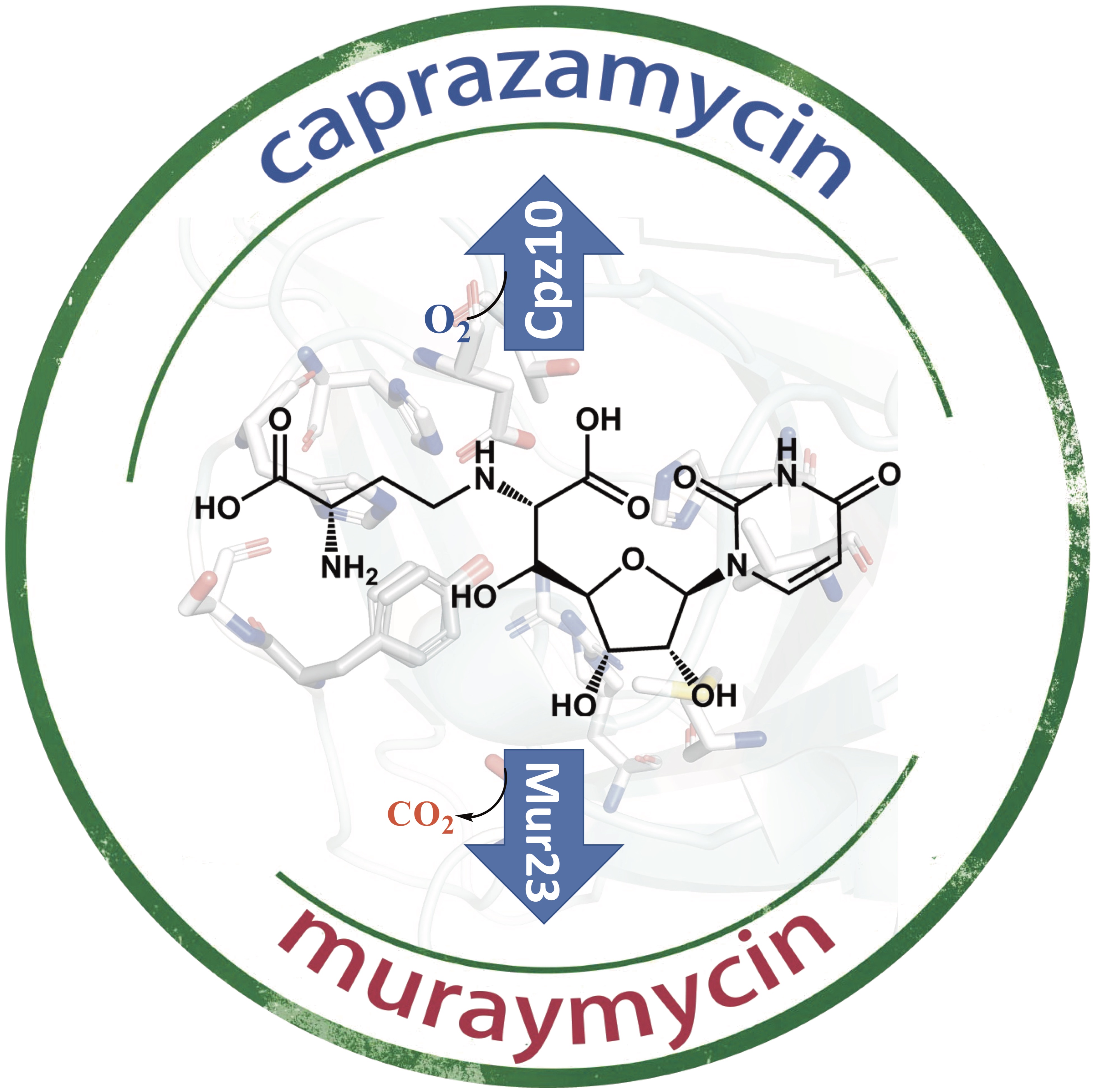 β-Hydroxylation of α-amino-β-hydroxylbutanoyl-glycyluridine catalyzed by a nonheme hydroxylase ensures the maturation of caprazamycin